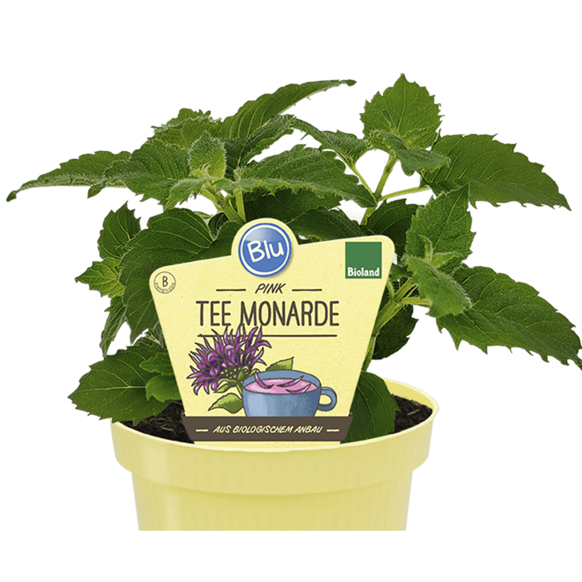 Pink BIO Tee Monarde Pflanztopf mit Bio Tee Monarde und Pflanzstecker
