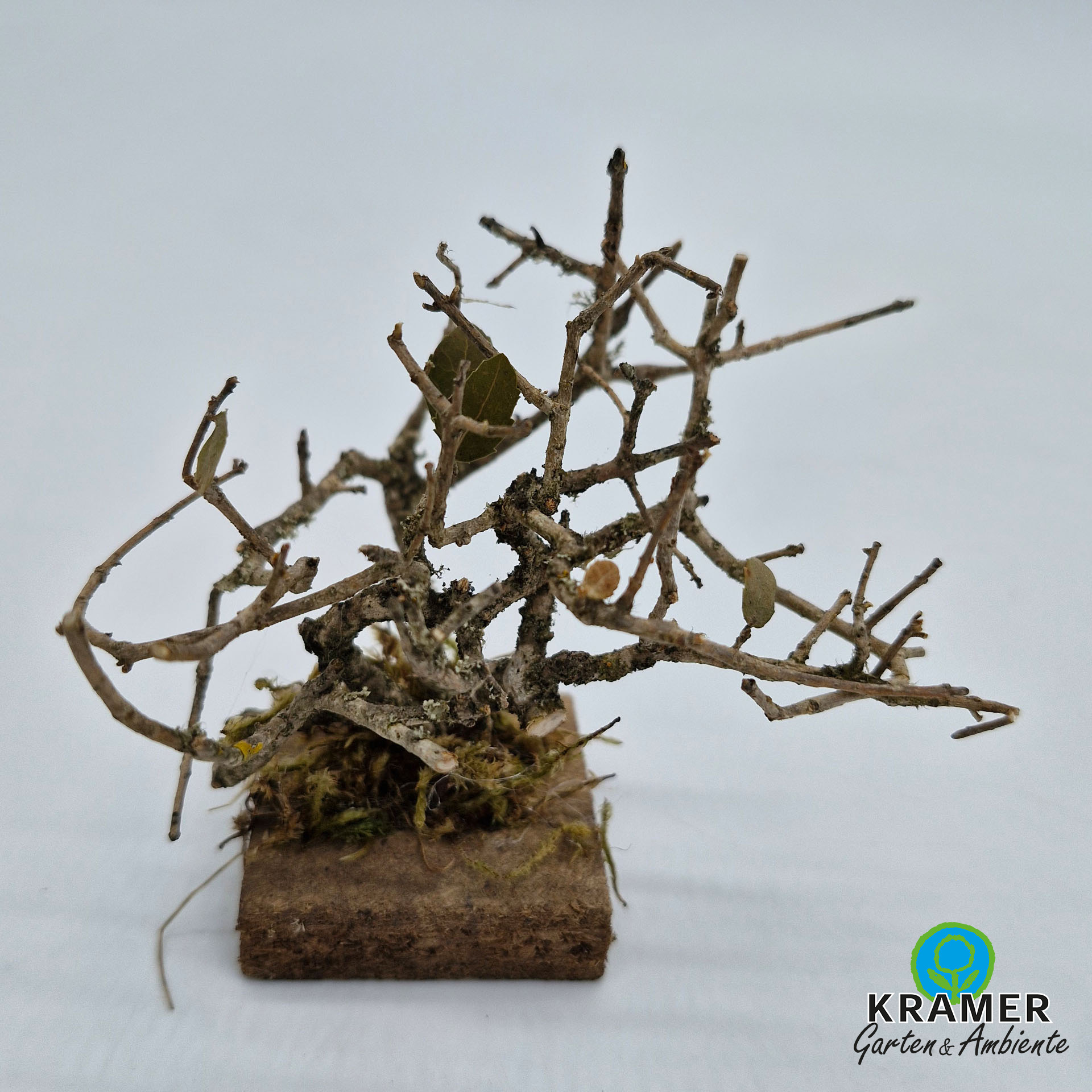 Holz, Baum, Topfpflanze, Blumen-Arrangement, Ikebana, Baum, Holz, Blumen-Arrangement, Ikebana, Topfpflanze