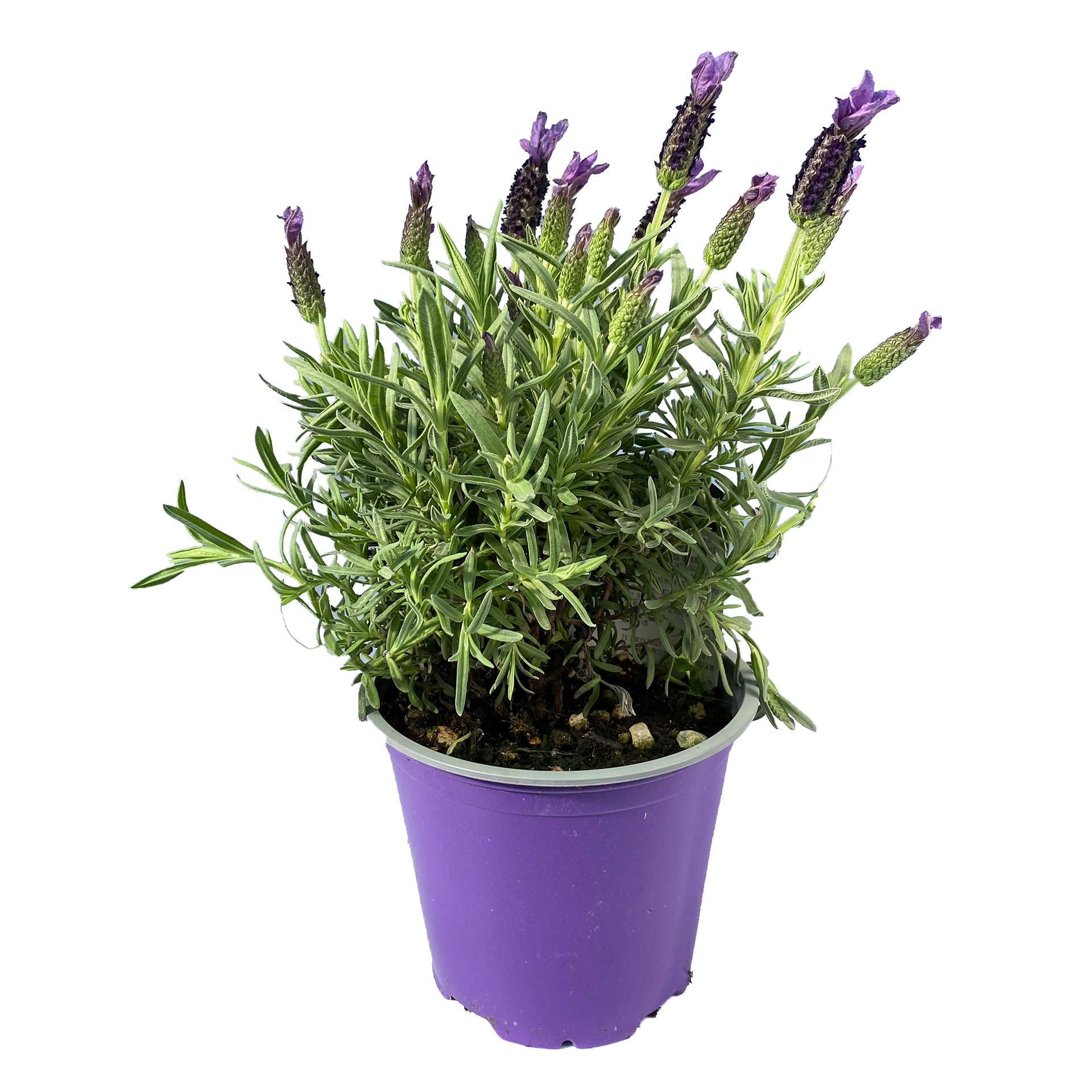 Schopflavendel - Lavandula stoechas lila, 14cm Topf