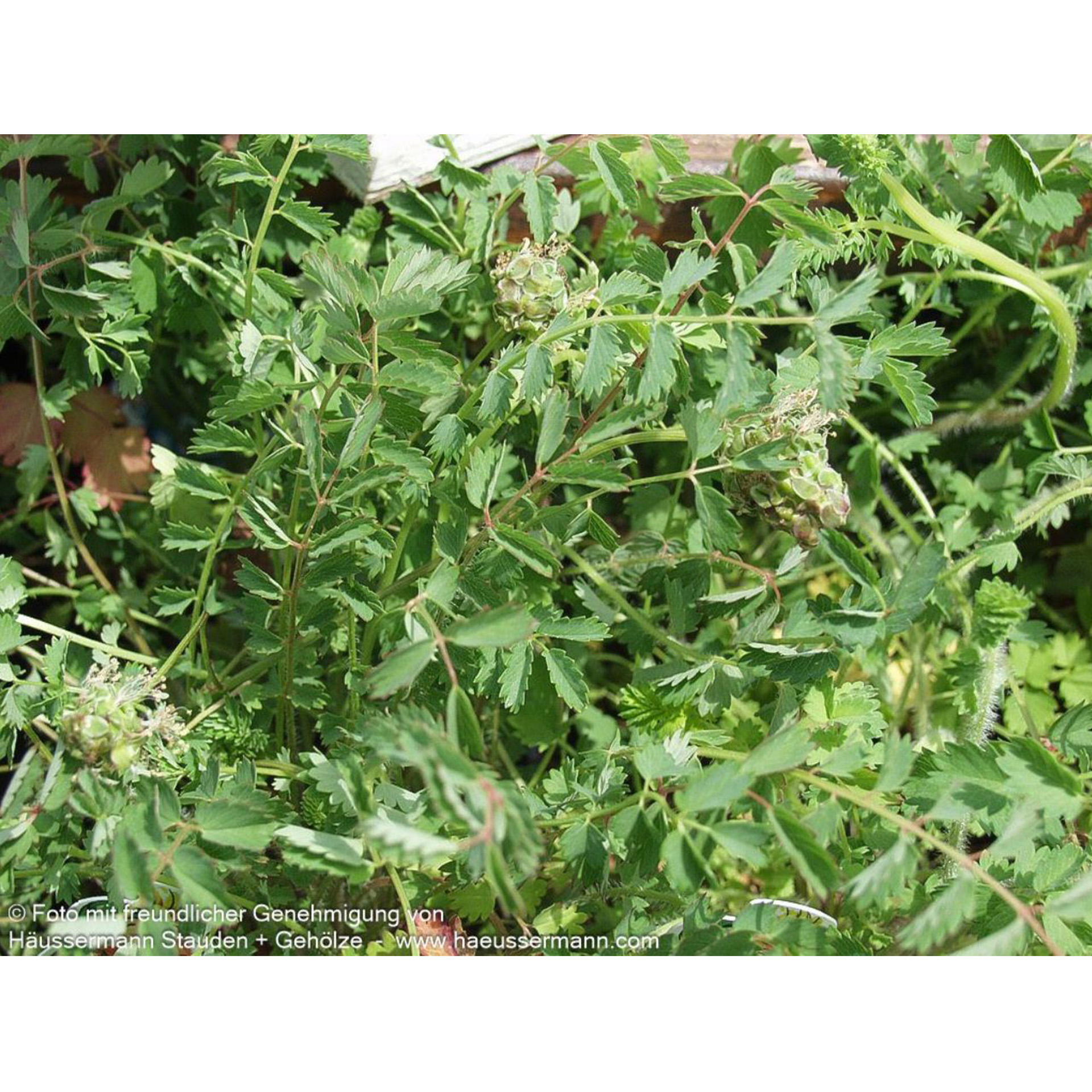 grüne staude mit Blütenköpfen, Kräuterig, Pflanze, Blatt, Vegetation, Blume