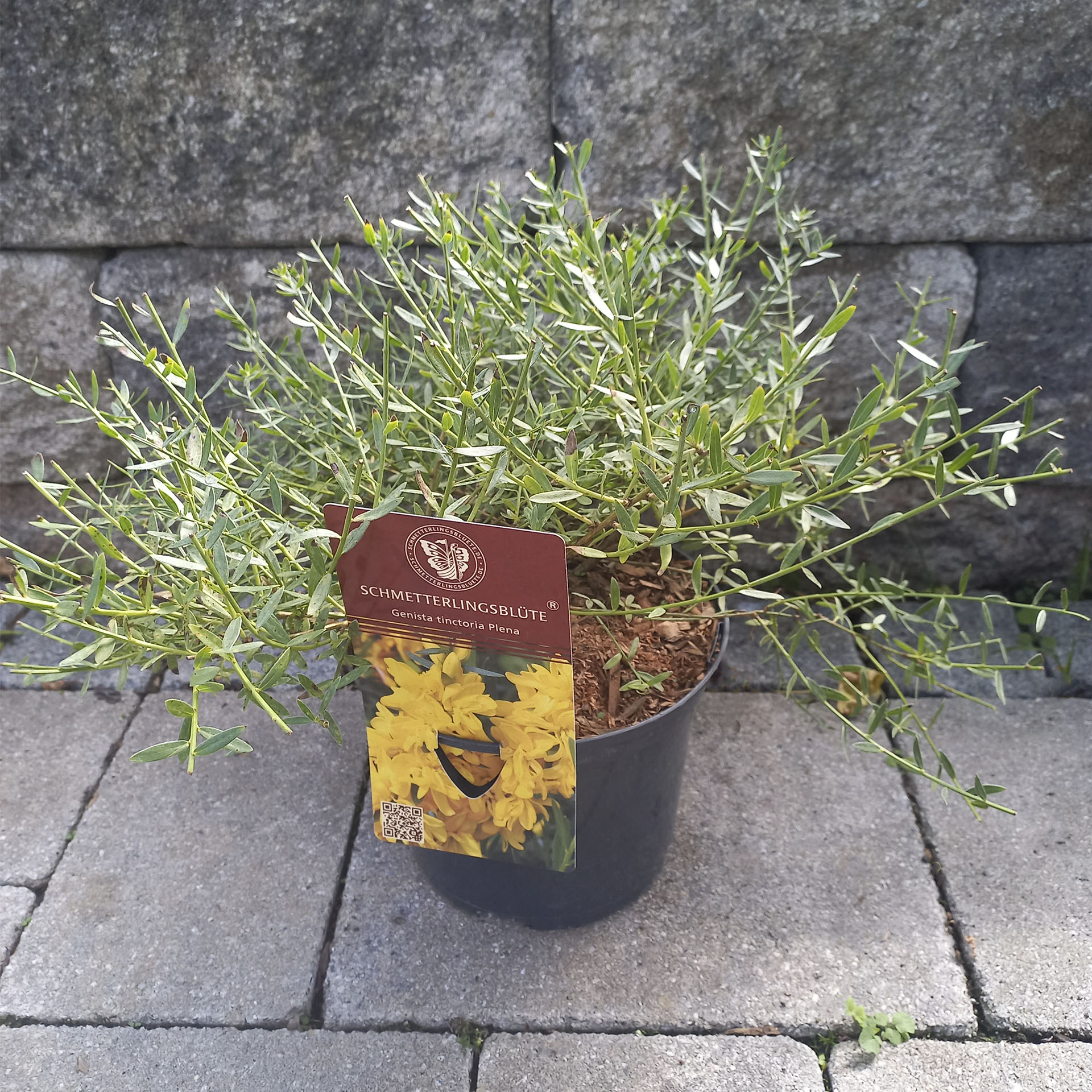 Flying Festival® Färberginster - Genista tinctoria 'Plena', C2 Flying Festival® Färberginster - Genista tinctoria 'Plena', C2