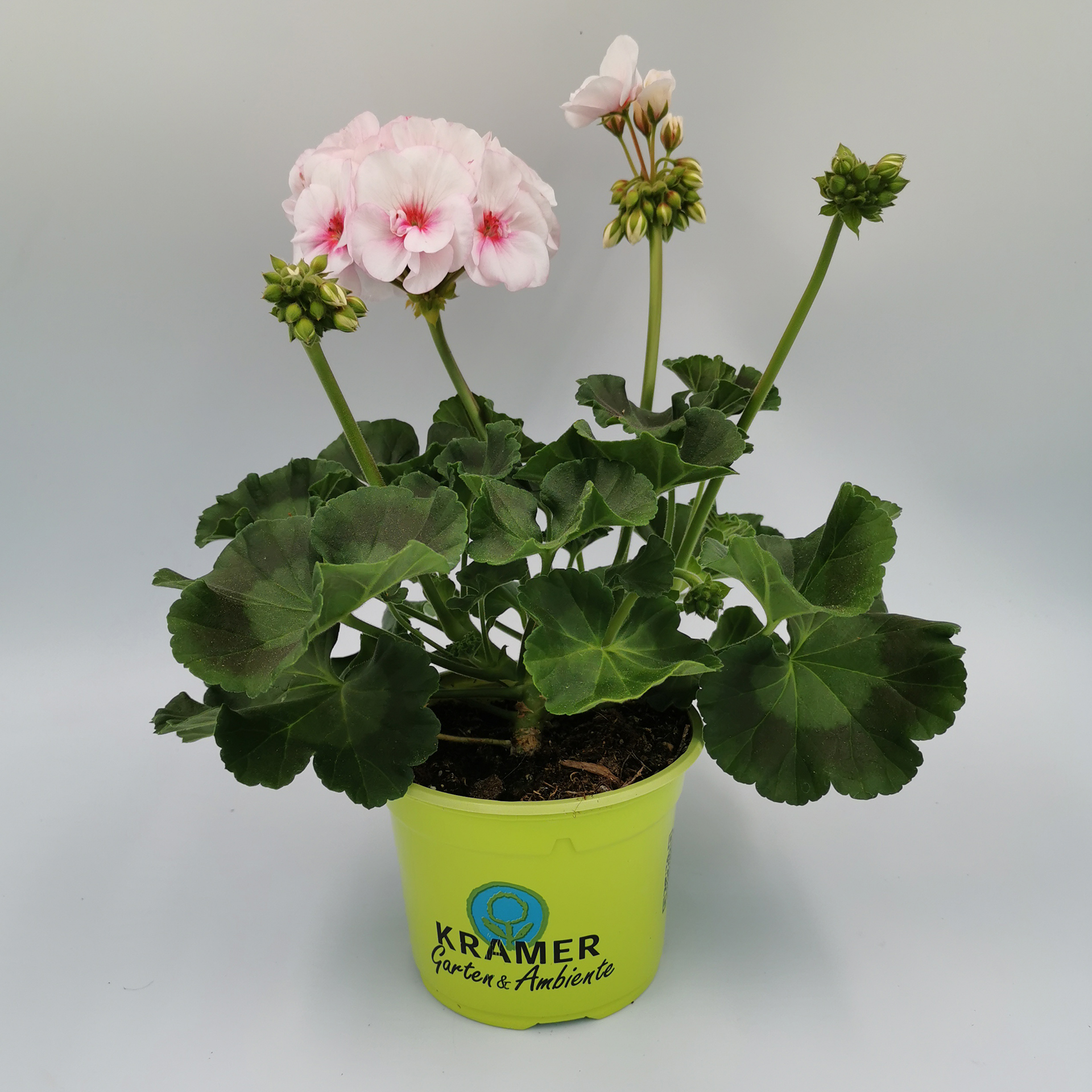 Geranie stehend 'Estelle Appleblossom' - Pelargonium zonale, 12cm Topf Geranie stehend 'Estelle Appleblossom' - Pelargonium zonale, 12cm Topf