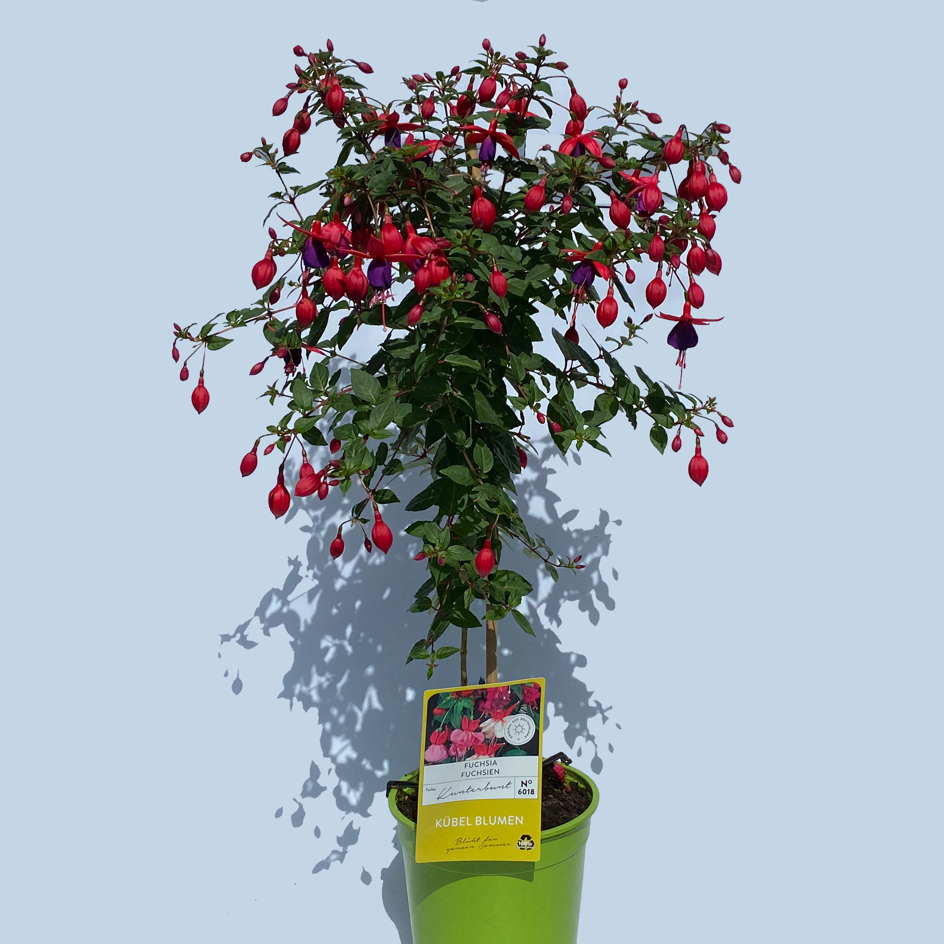 Fuchsien Stamm - Fuchsia-Hybride Mix, 19cm Topf Fuchsien Stamm - Fuchsia-Hybride Mix, 19cm Topf