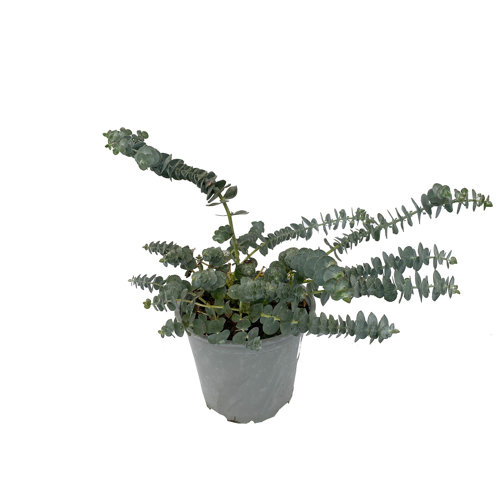 Eukalyptus - Eucalyptus Gunni, 14cm Topf Eukalyptus - Eucalyptus Gunni, 14cm Topf
