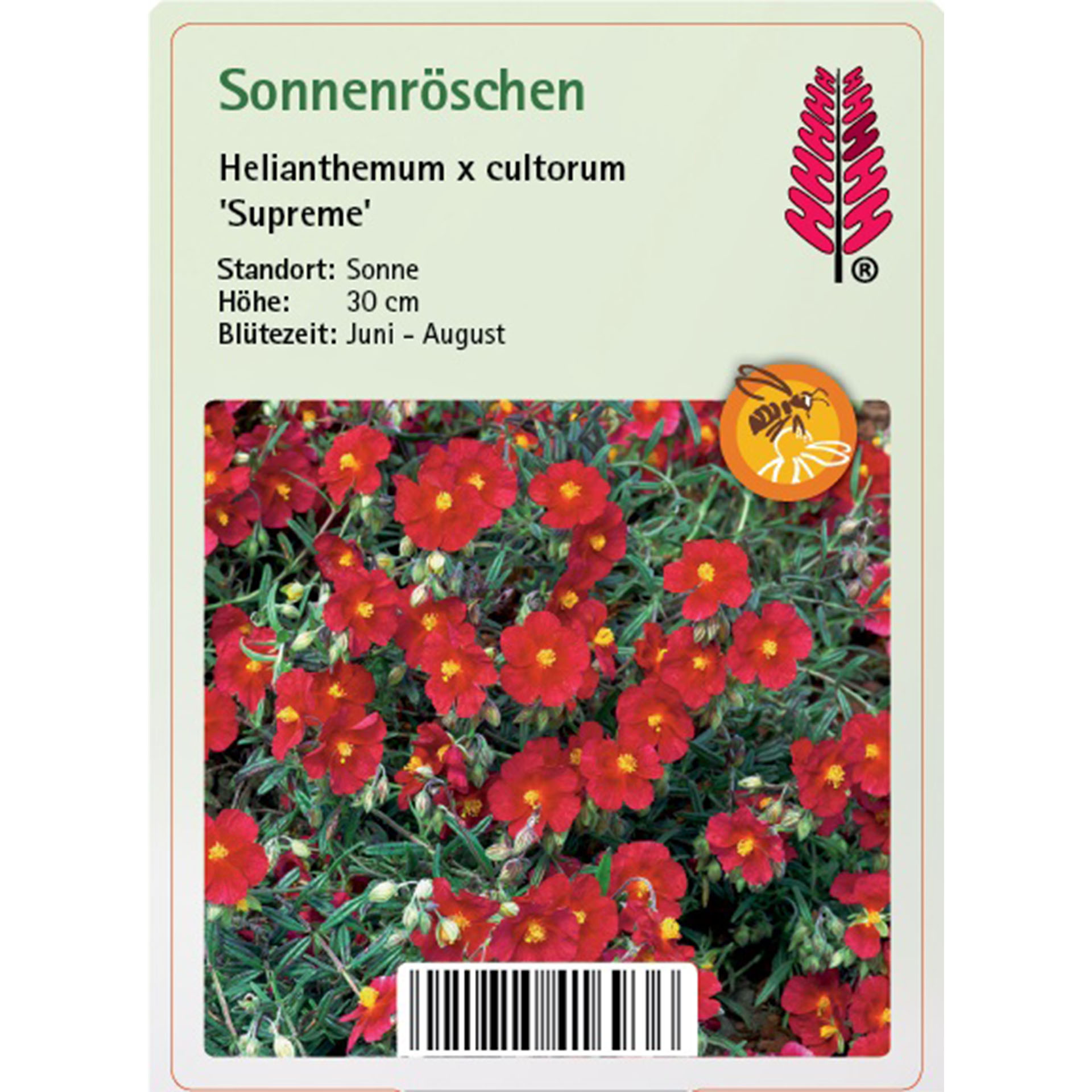 Sonnenröschen - Helianthemum x cultorum 'Supreme' Blume, Blütenblatt, Pflanze