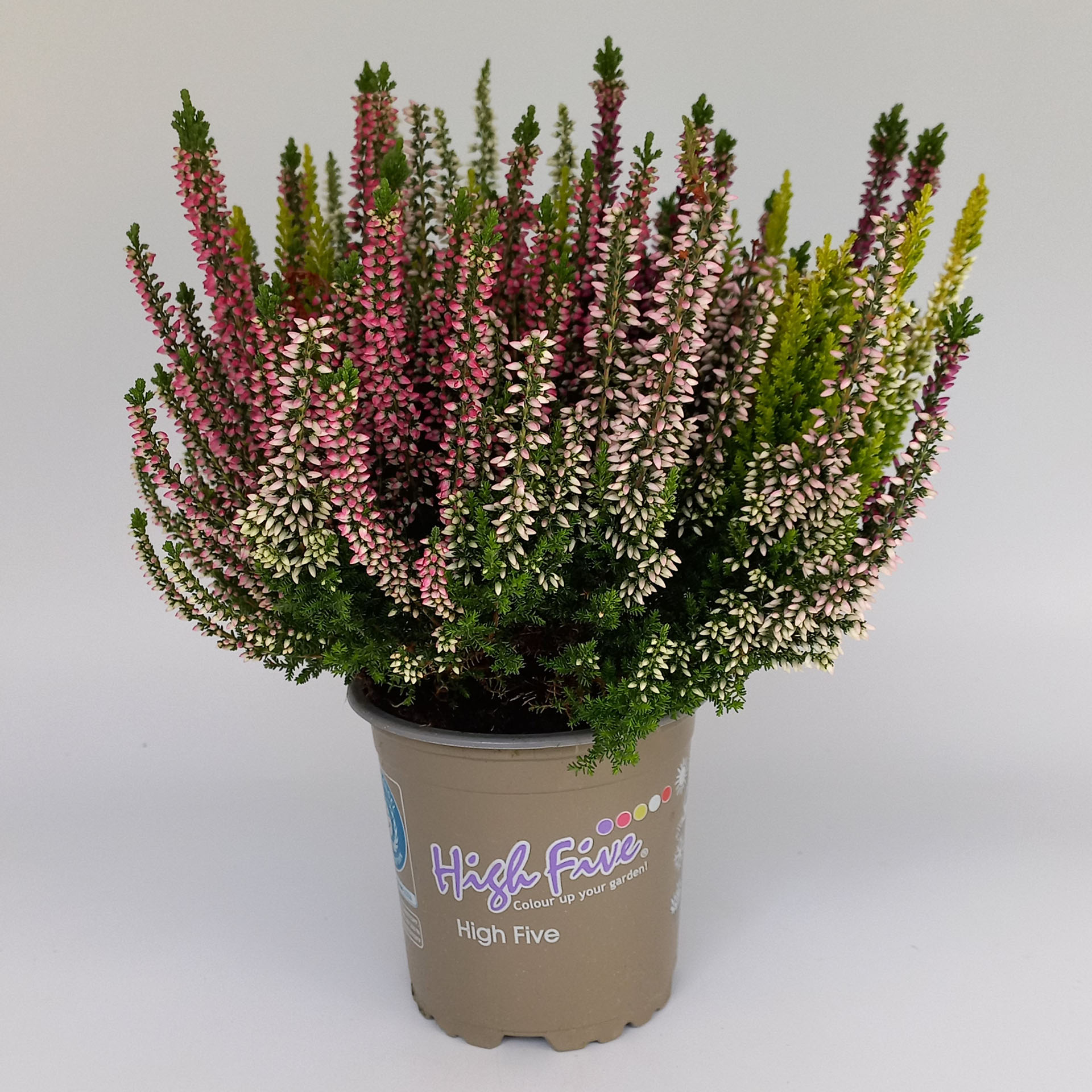 Knospenblüher/Besenheide - Calluna vulgaris 'High Five' Knospenblüher/Besenheide - Calluna vulgaris 'High Five'