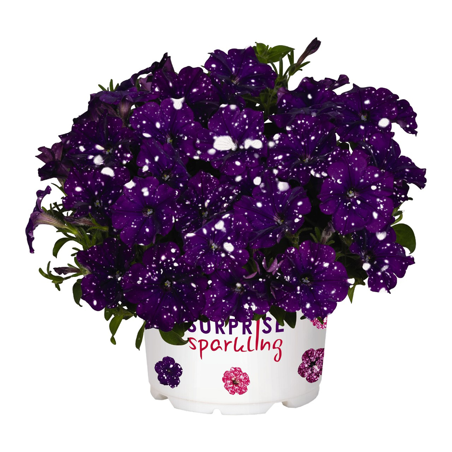 Petunie - Surfinia 'Surprise Sparkling Blue', 12cm Topf Petunie - Surfinia 'Surprise Sparkling Blue', 12cm Topf