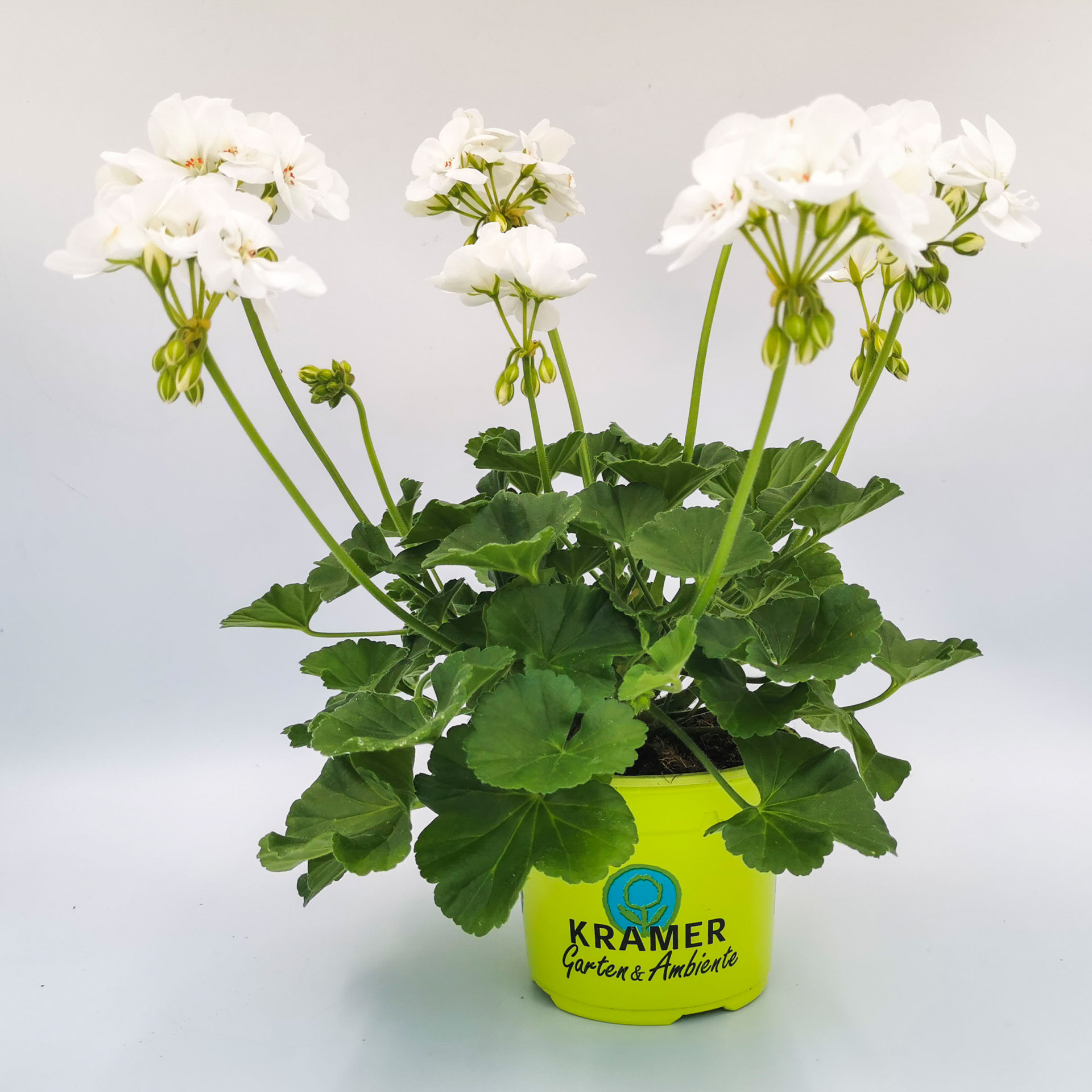 Geranie stehend 'Clara'- Pelargonium zonale, 12cm Topf Geranie stehend 'Clara'- Pelargonium zonale, 12cm Topf