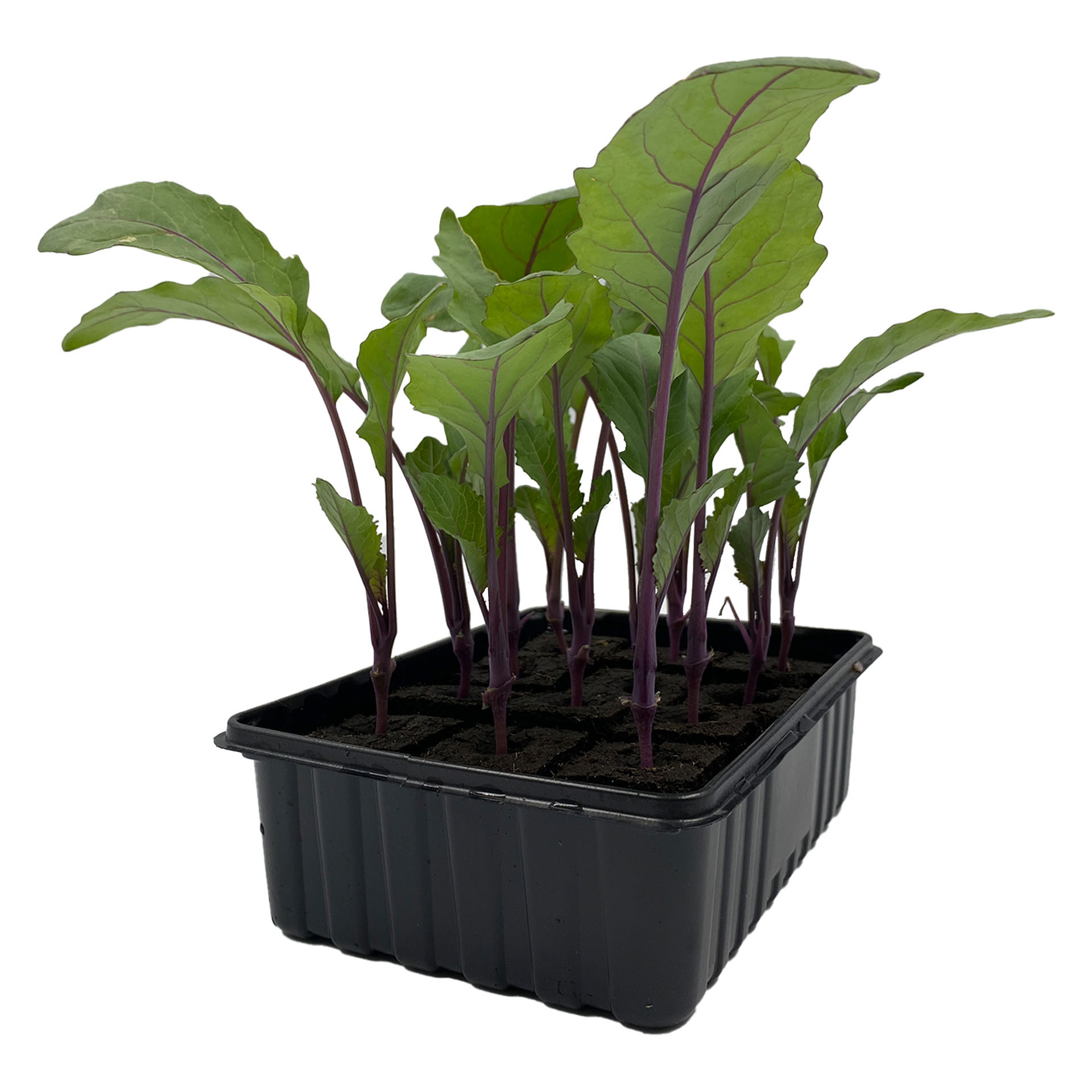 Kohlrabi Kohlrabi, Pflanze, Pflanze im Topf, Boden, Nahrung, Produzieren