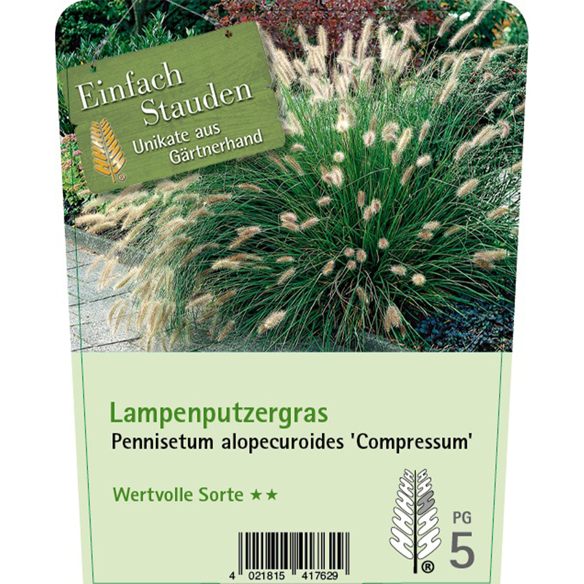 Lampenputzergras - Pennisetum alopecuroides ‘Compressum', C5 Gras, Pflanze, Vegetation, Text