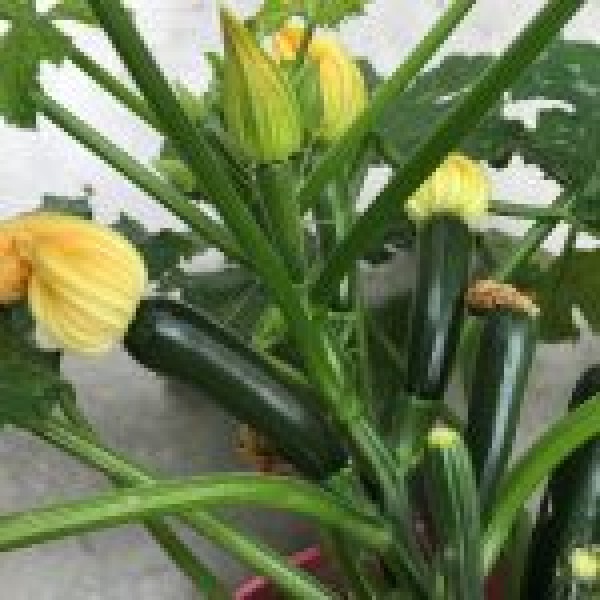 BIO Balkon-Zucchini