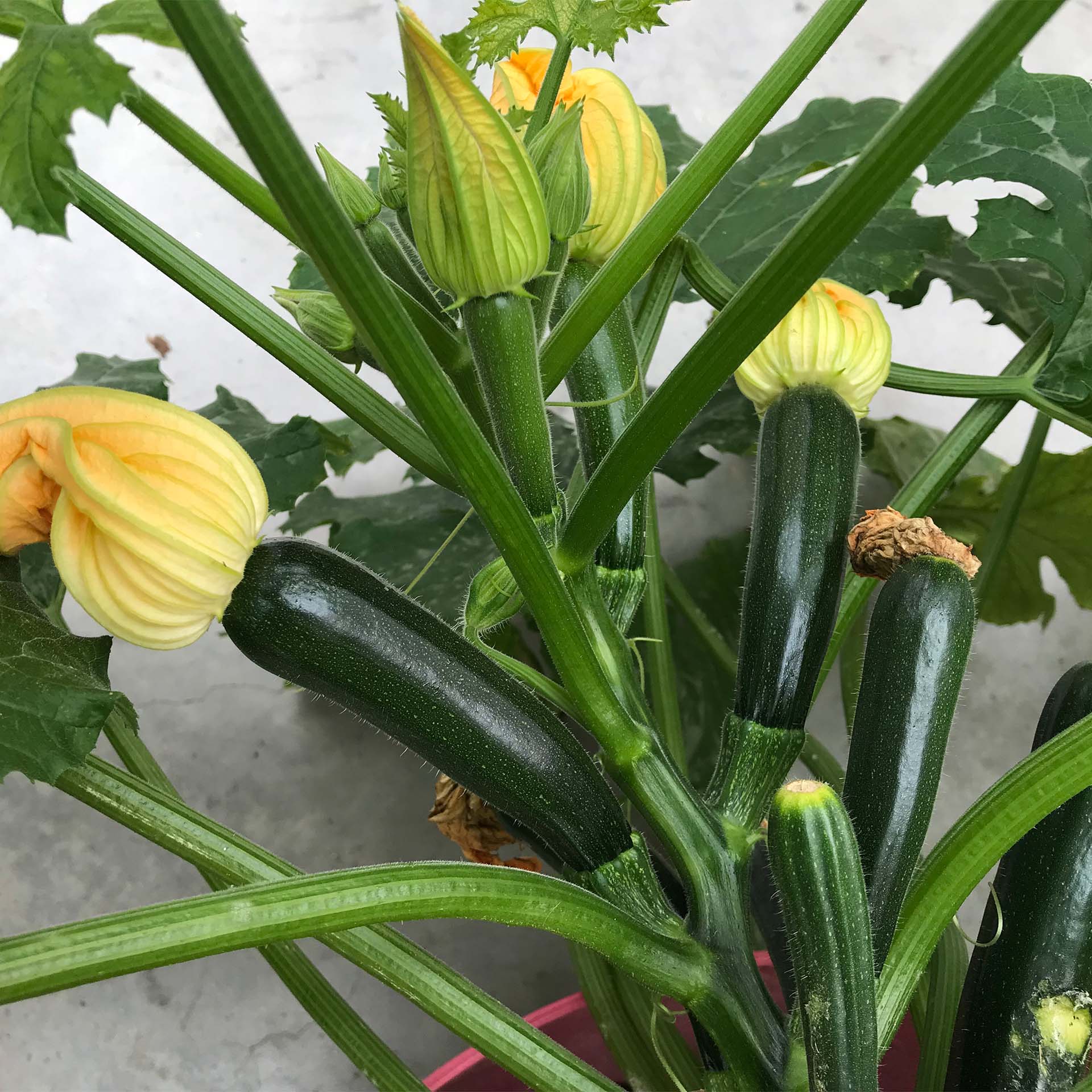 BIO Balkon-Zucchini, Zucchini, Sommerkürbis, grüne Frucht, Pflanze, Blüte
