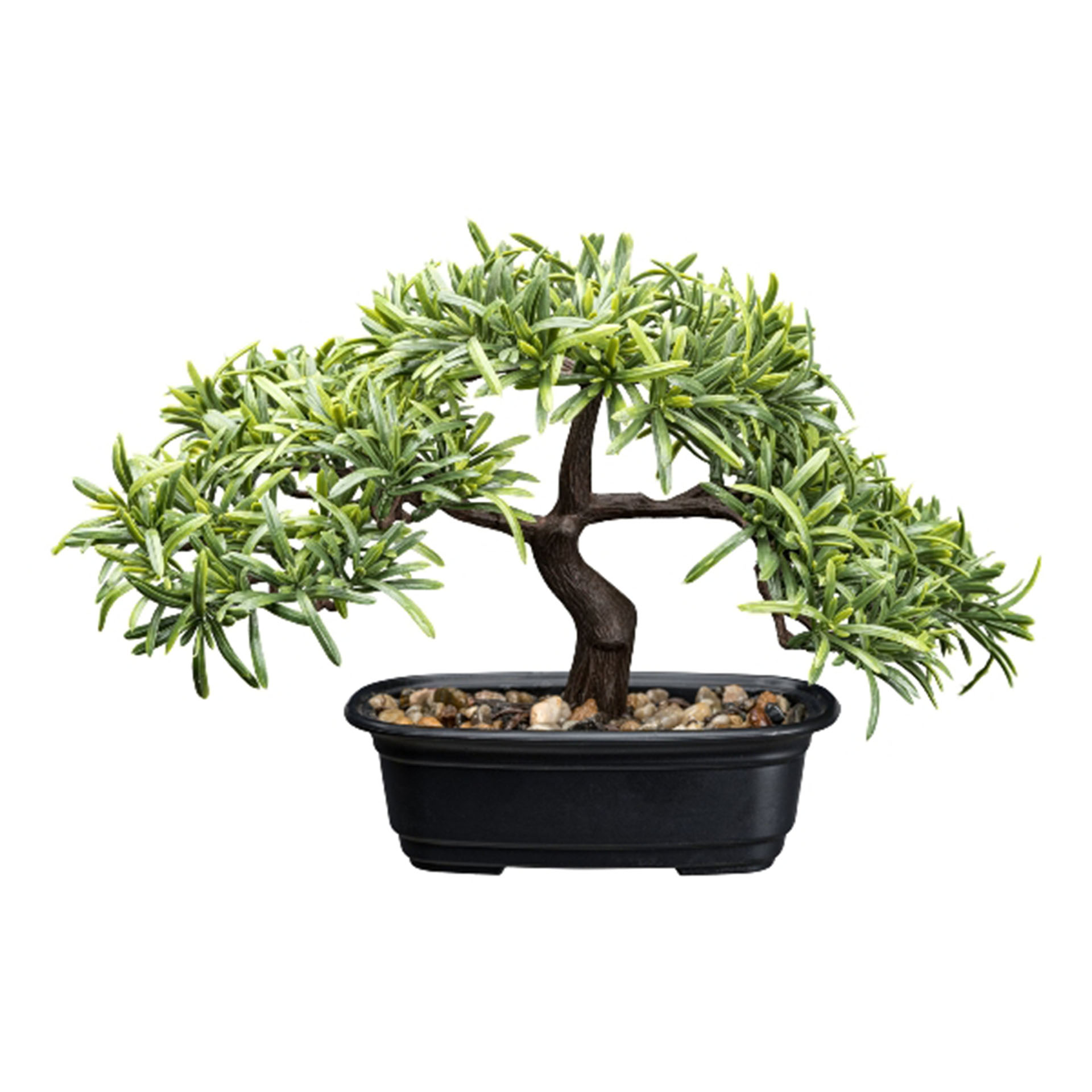 Bonsai Olive, Höhe 23cm Pflanze, Pflanze im Topf, Baum, Bonsai
