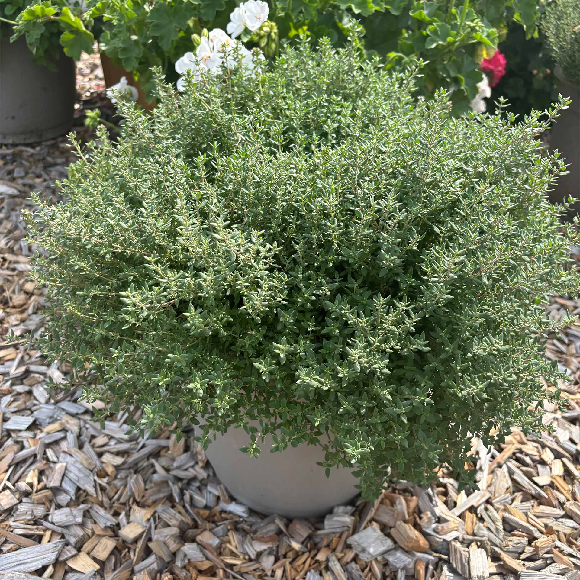 buschig wachsendes kraut im grauen topf auf dekorrinde