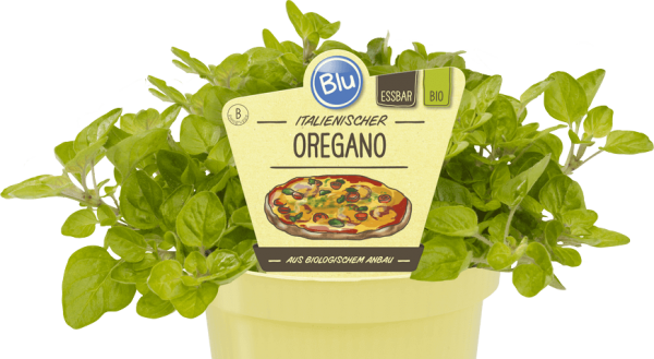 BIO Oregano - Origanum vulgare