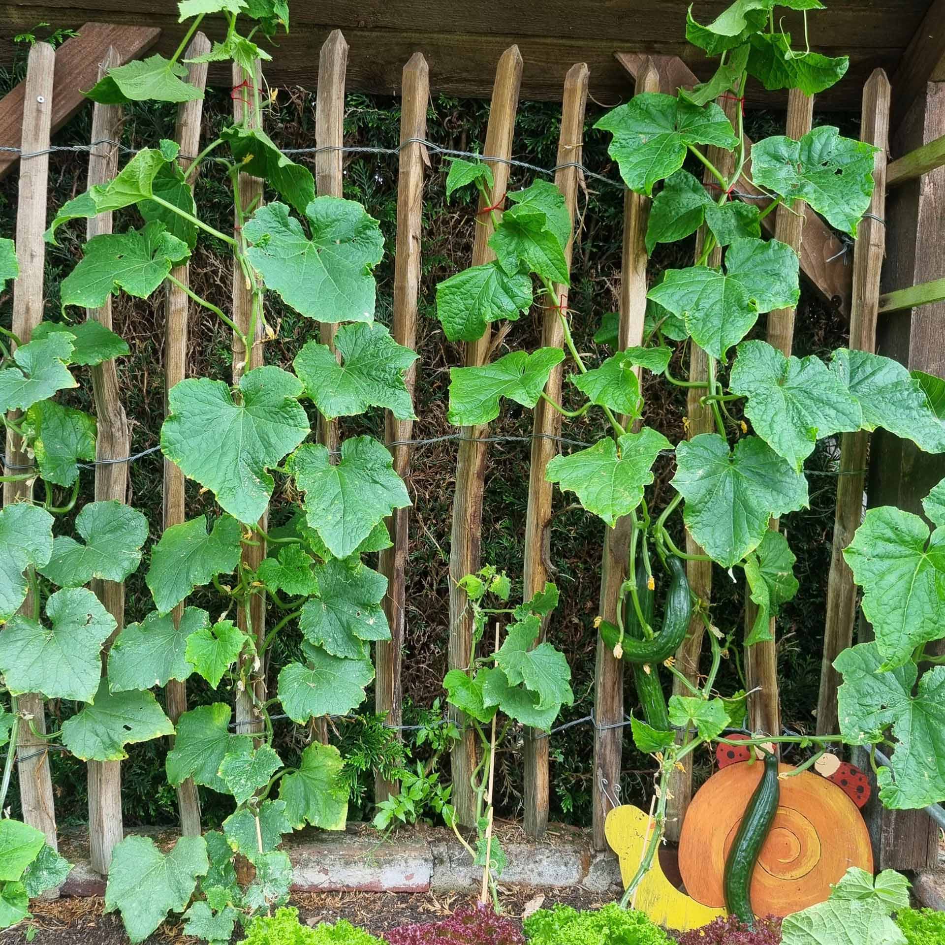 Rankhilfe Gurken, Kletterpflanzen, Kletterpflanze, Gironde, Kürbis, Gurke, Spalierpflanze, Kletterpflanze, Gurkenpflanze, Kleines Laub, Kunstpfadbrett, Zucchini/Gurke Pflanze, Kletterpflanze, Gurkenpflanze, Rankhilfe, Spaliertes Gewächs, Gartenbewuchs