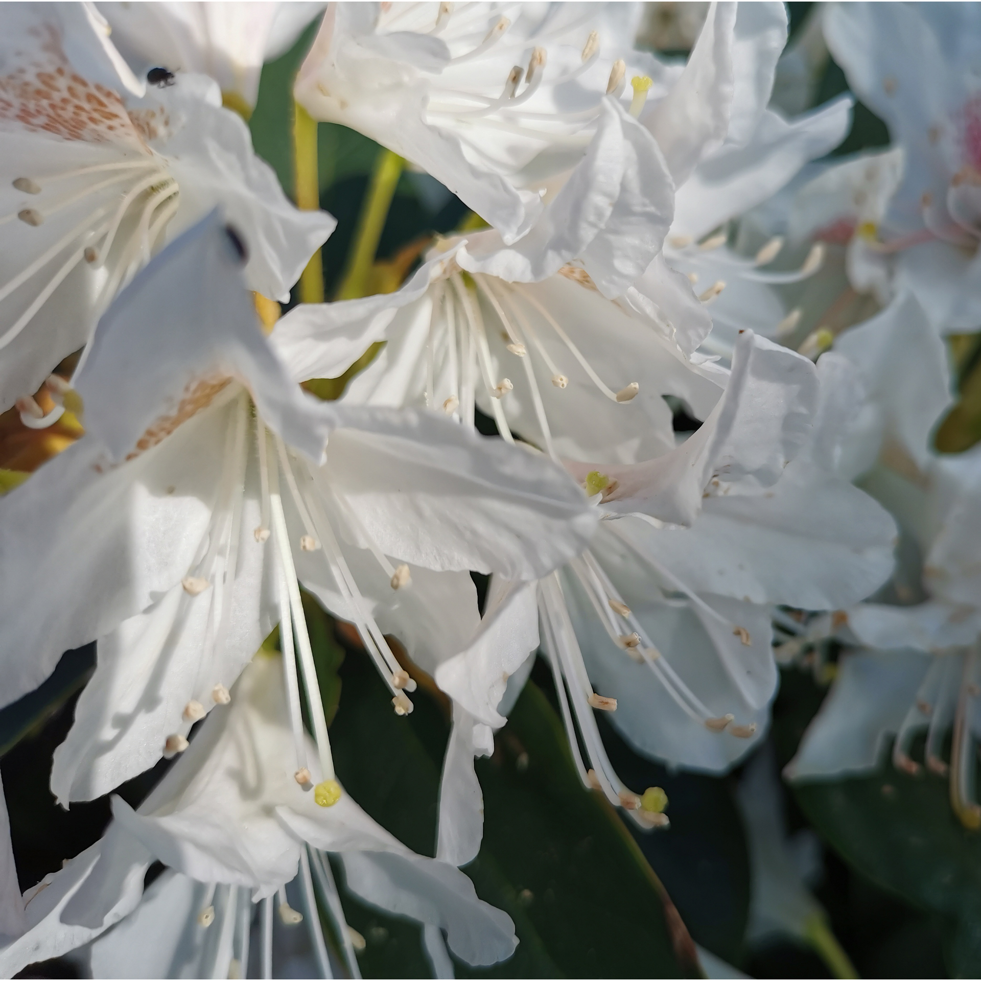 Rhododendron weiß Alpenrose Moorbeetpflanze Containerpflanze Kübel auf Balkon und Terrasse