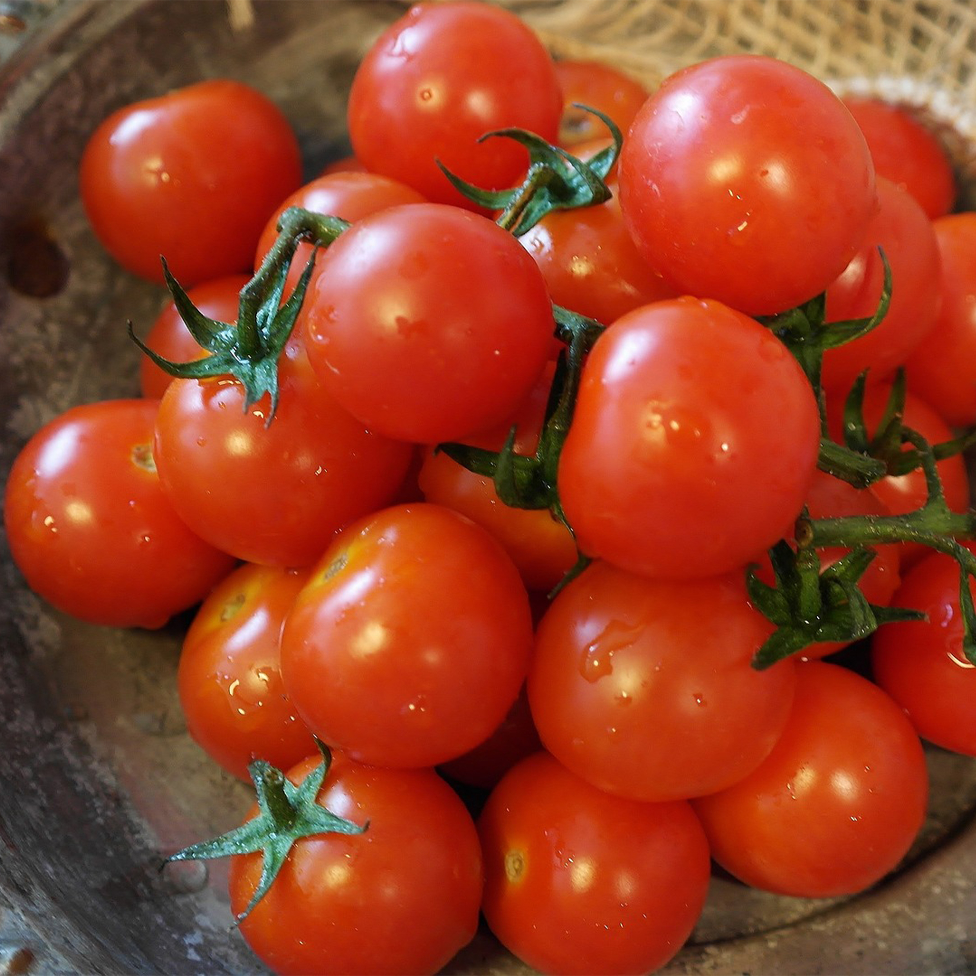 Cocktailtomate rot - Tomatenpflanze Cocktailtomate rot - Tomatenpflanze