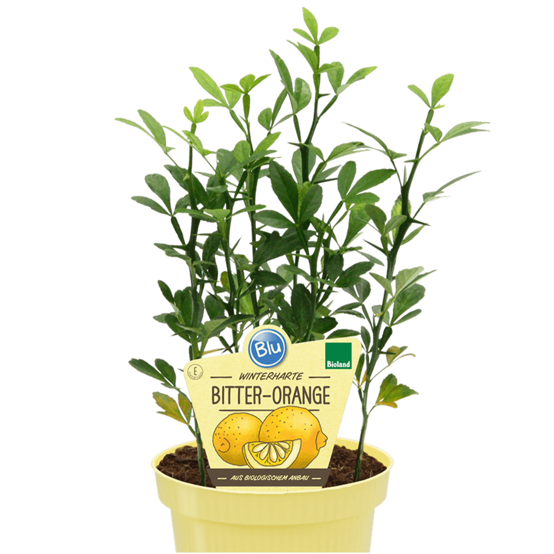BIO Bitter-Orange - Citrus trifoliata Syn. Poncirus, 12cm Topf