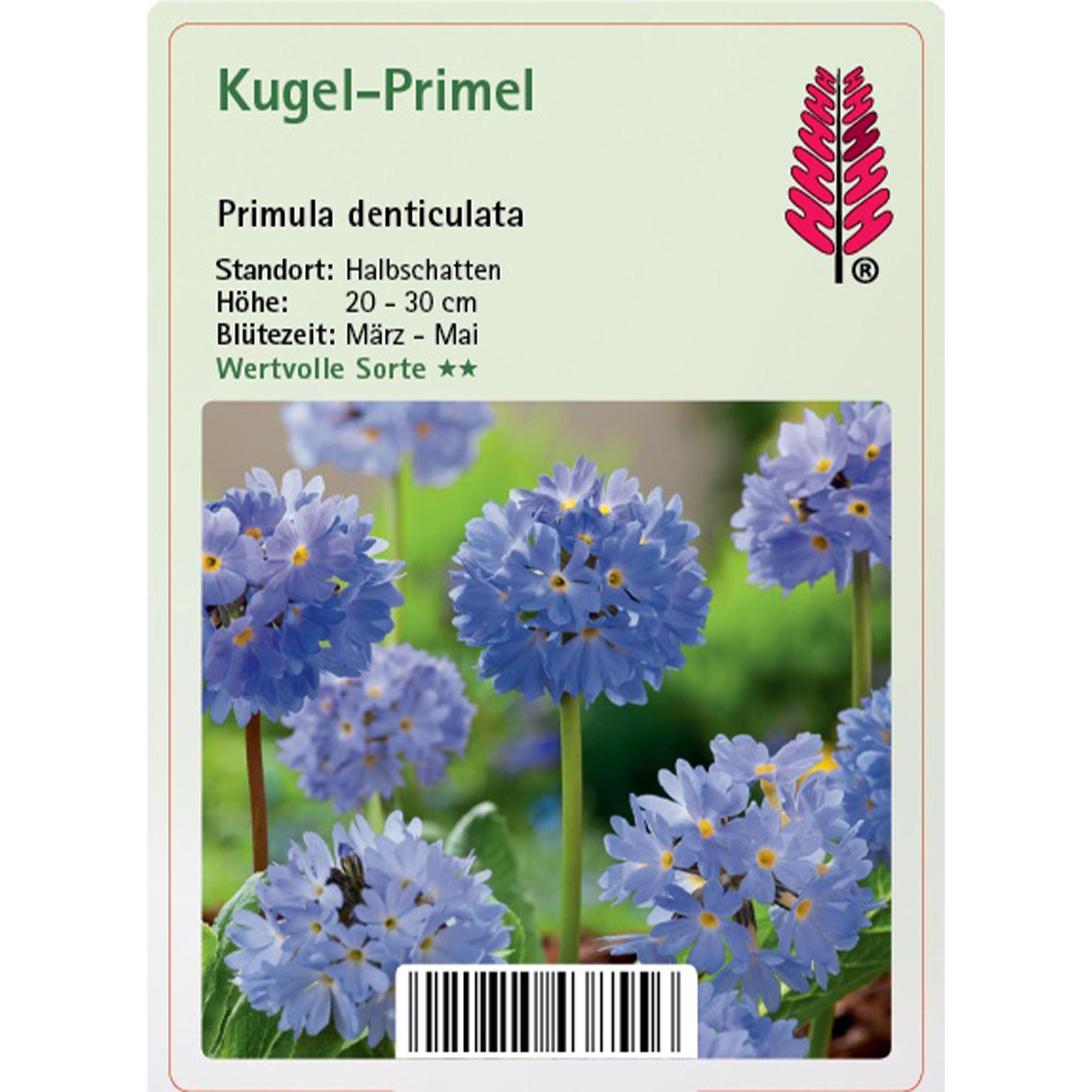 Blume, Pflanze, Eine andere, Papier, Primula denticulata, Blütezeit März-Mai, Standort Halbschatten, Höhe 20-30 cm, Wertvolle Sorte