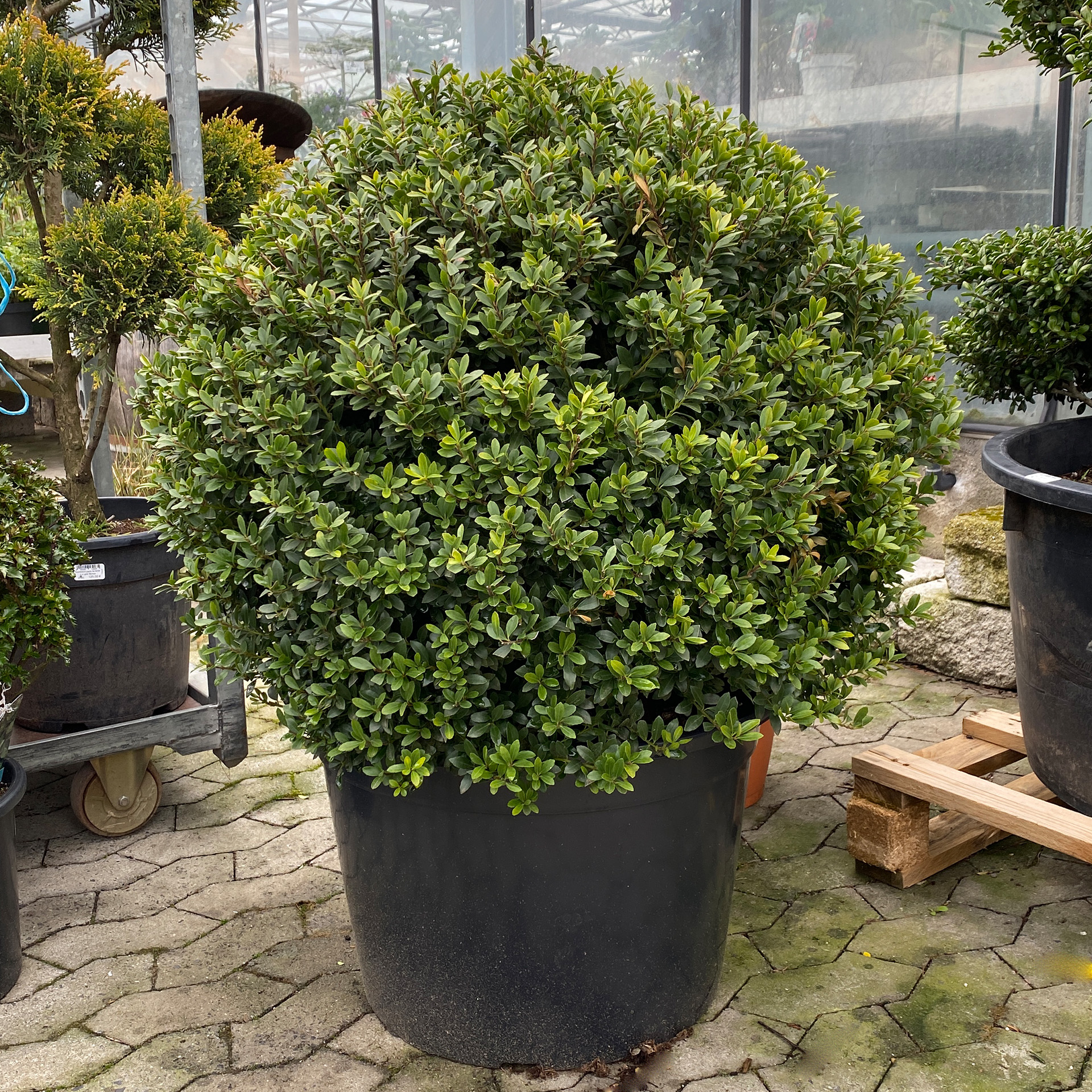 Stechpalme Ilex Maxima Stechpalme Ilex Maxima Kugel Formschnitt Kübel