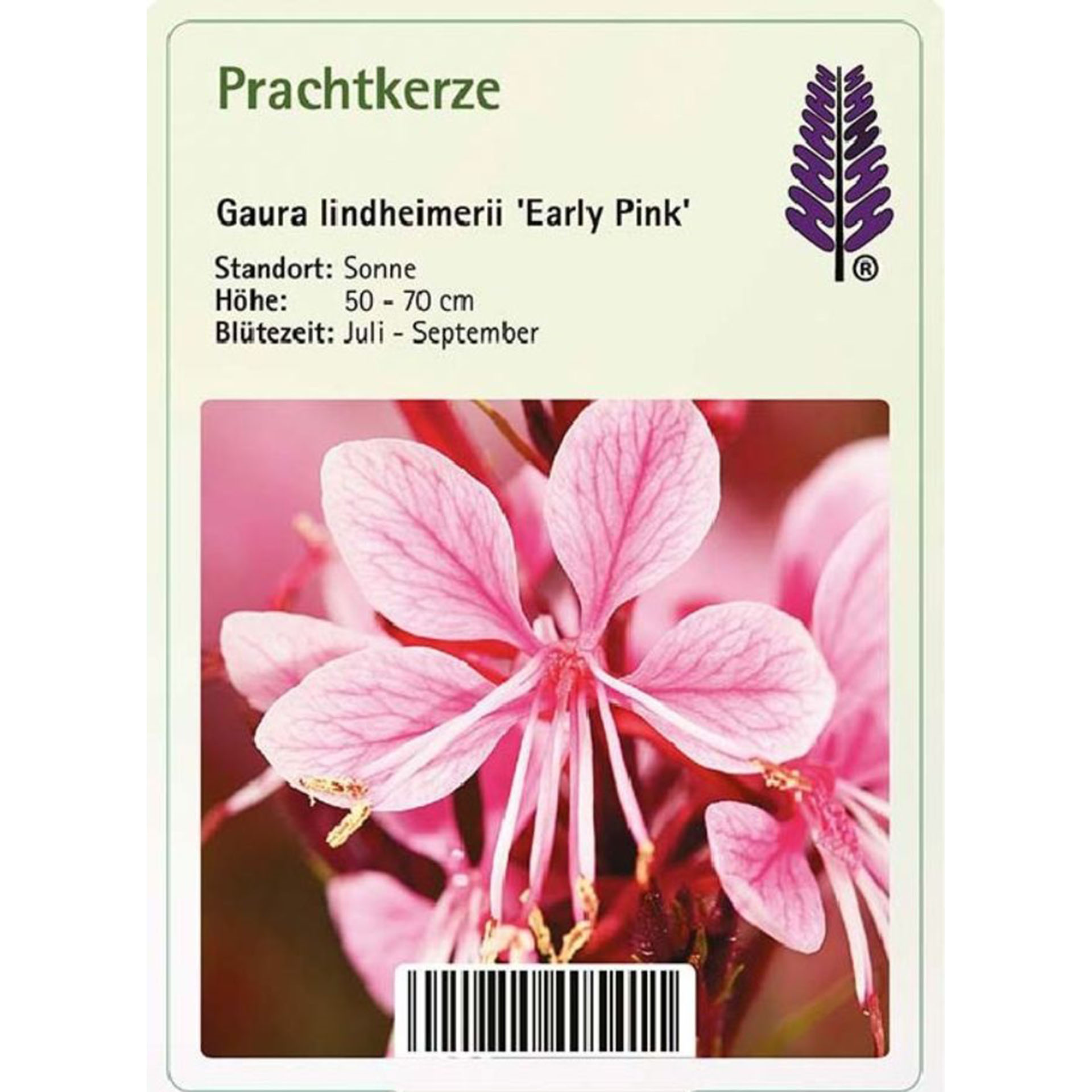 Blume, Pflanze, Text, Blütenblatt