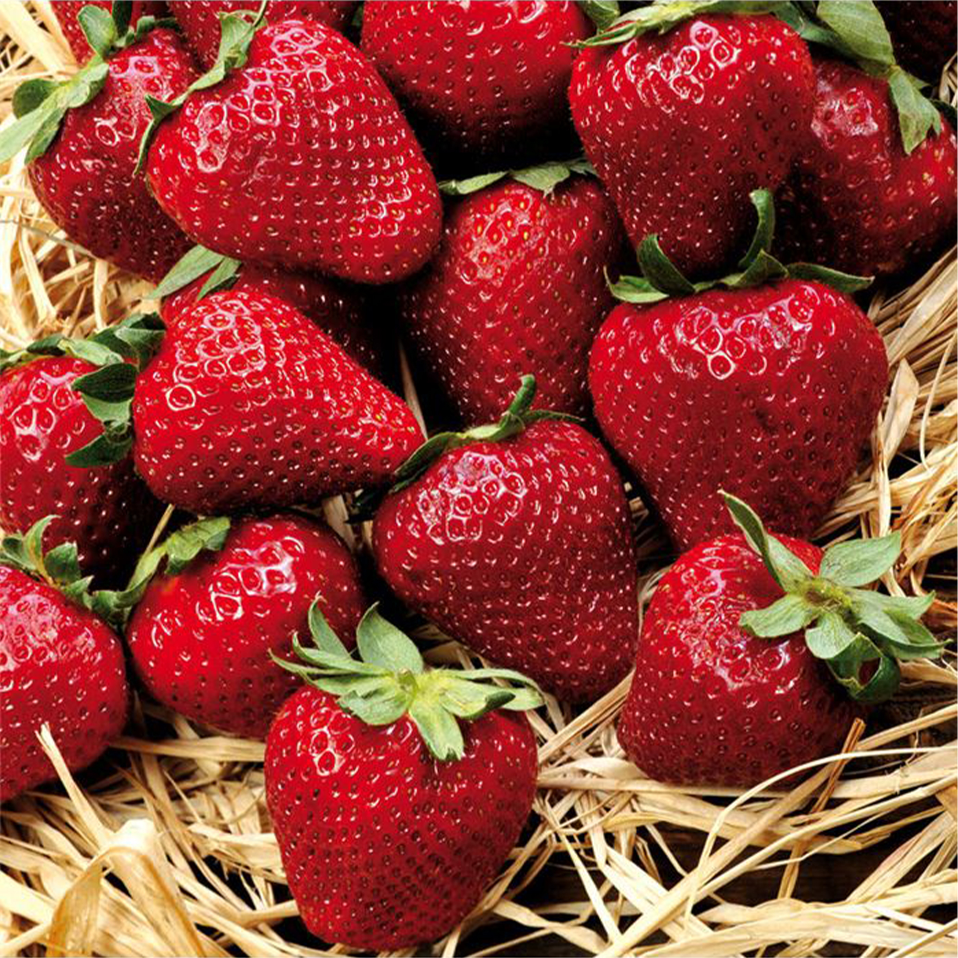 reife Erdbeeren Elsanta