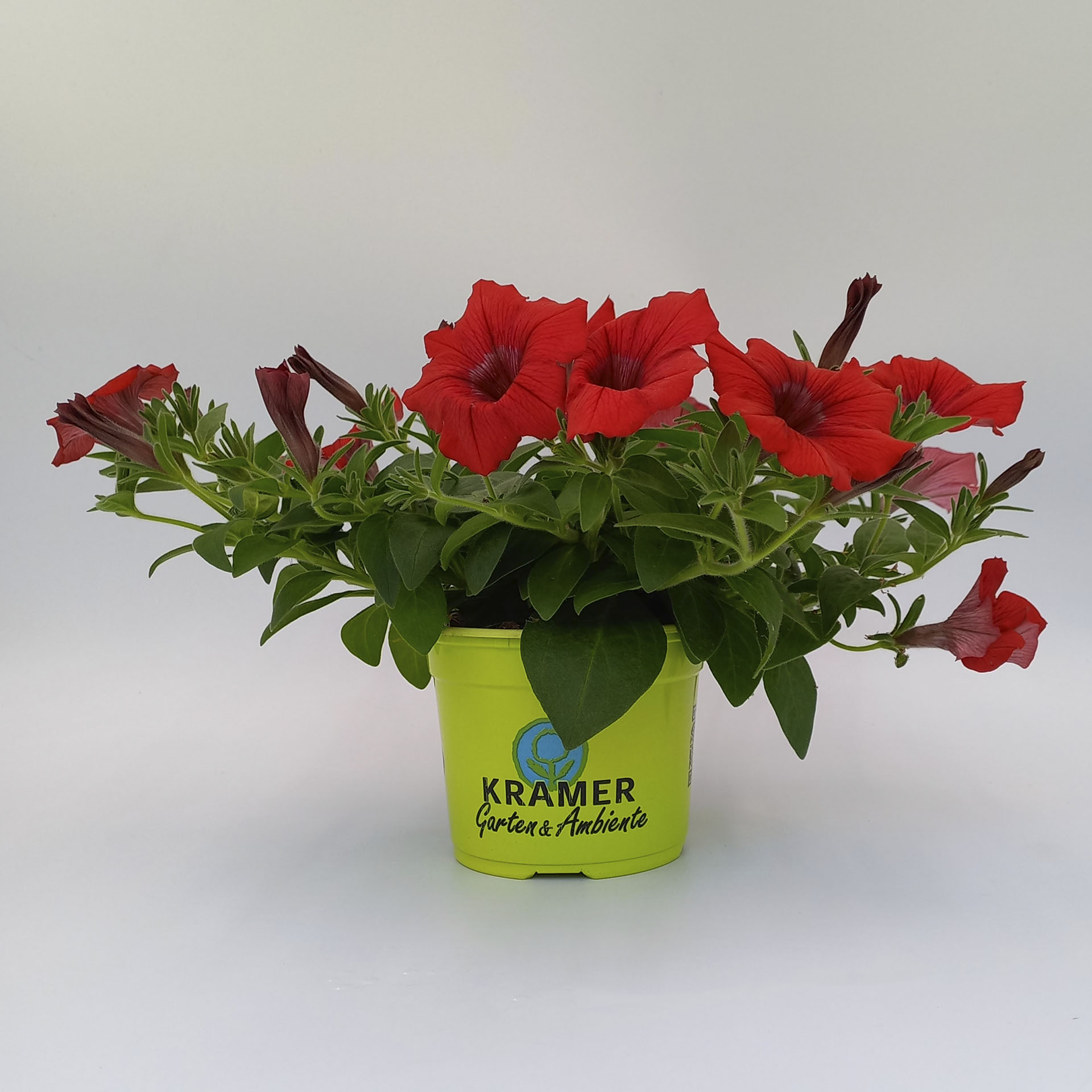 Petunie Surfinia Deep Red tiefrote Blüte am Trieb