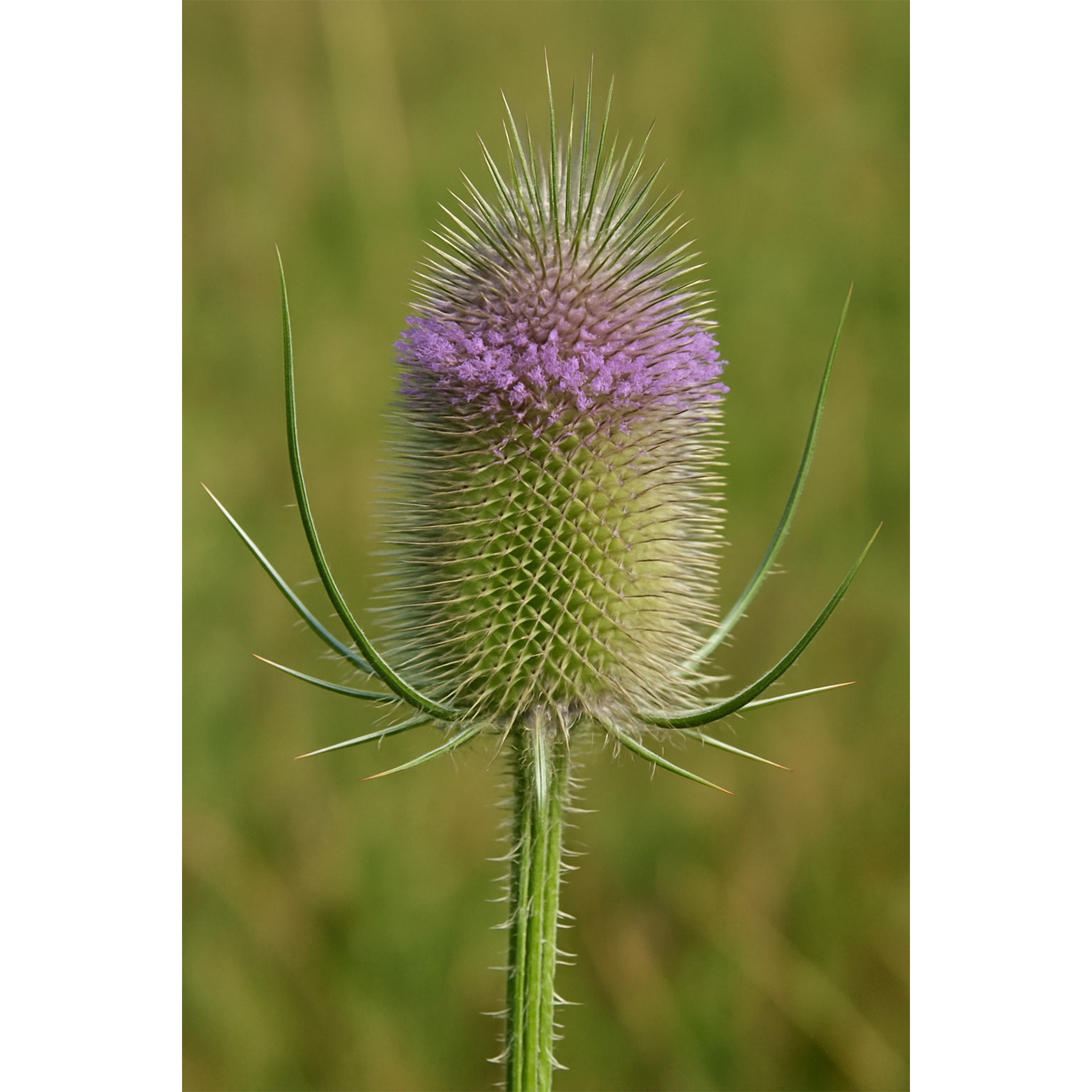 Wilde Karde - Dipsacus fullonum Blume, Pflanze, Distel