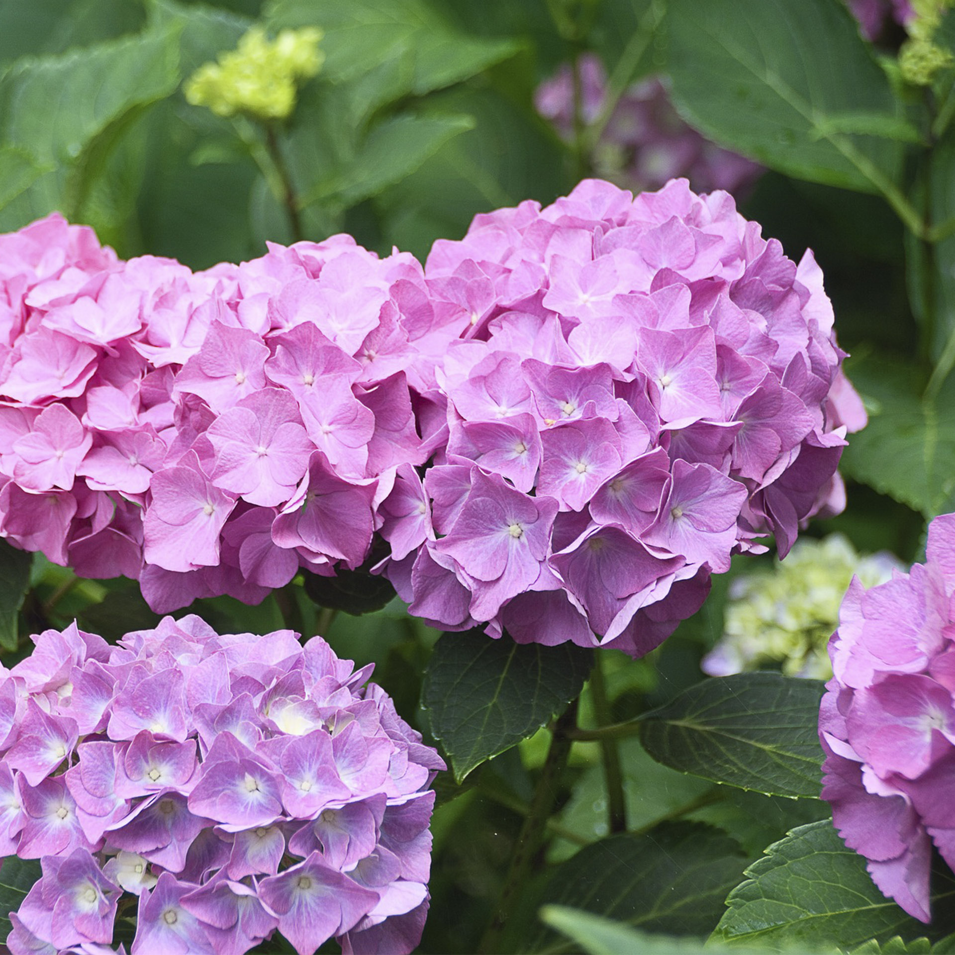 Hotensie macrophylla rosa-2 große rosa Blüten der Hortensie macrophylla