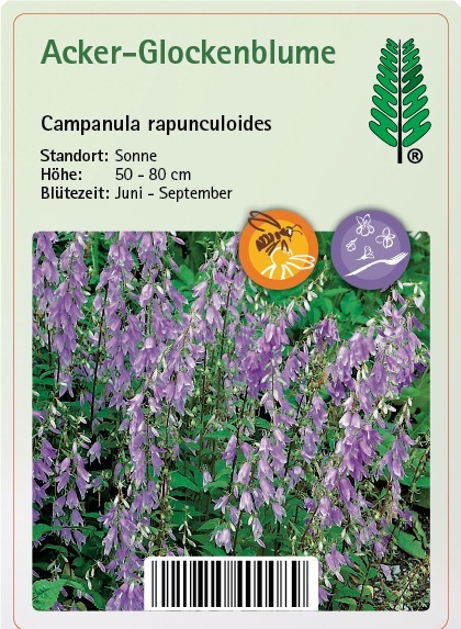Pflanzstecker mit kurzbeschreibung, violettblaue blütenPurpur, Blume, Pflae, Astragalus