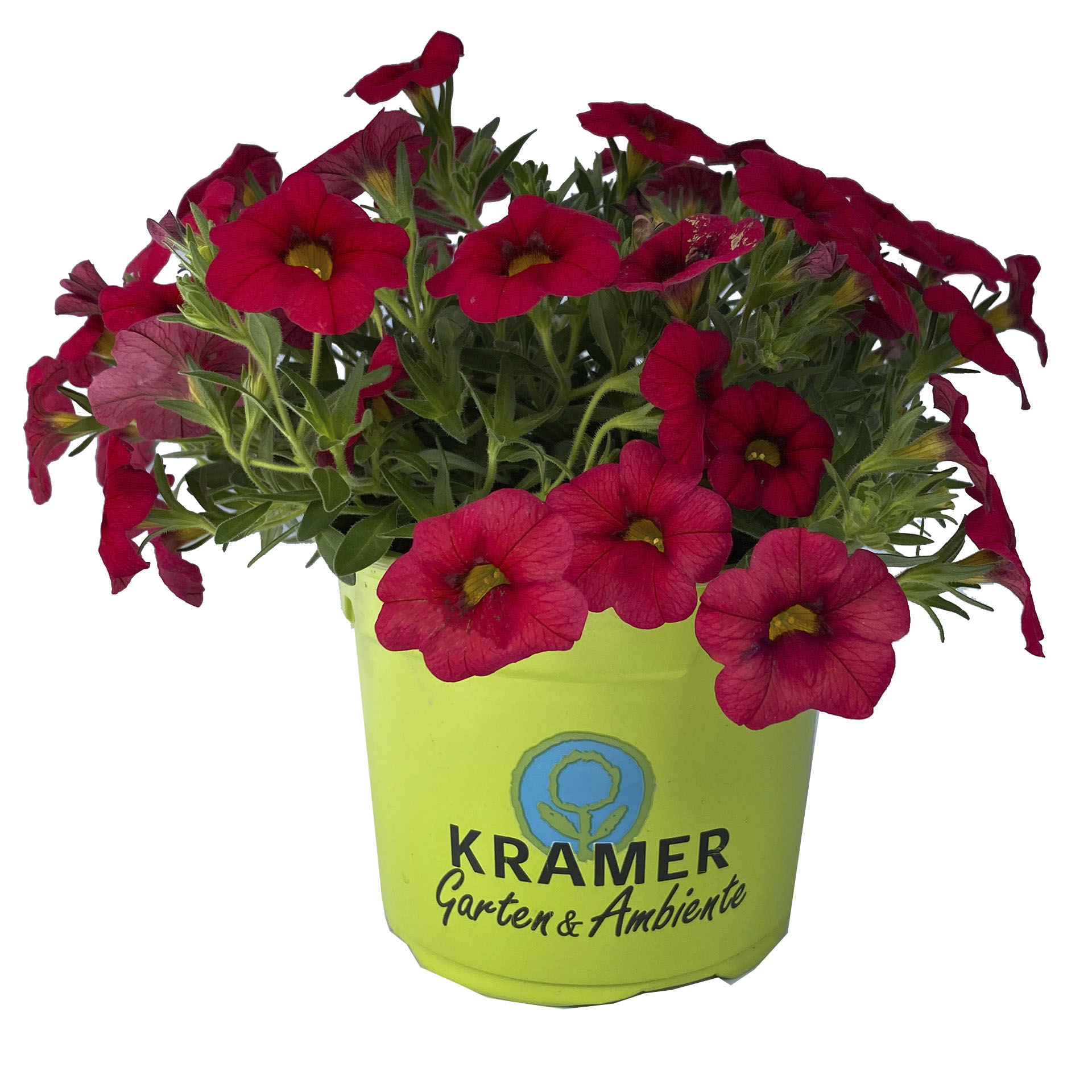 Zauberglöckchen Calipetite Red rot blühendes Zauberglöckchen im Pflanztopf
