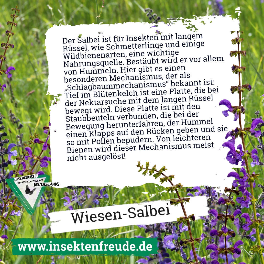 Blume, Vegetation, Werbung, Kräuter, Lavendel