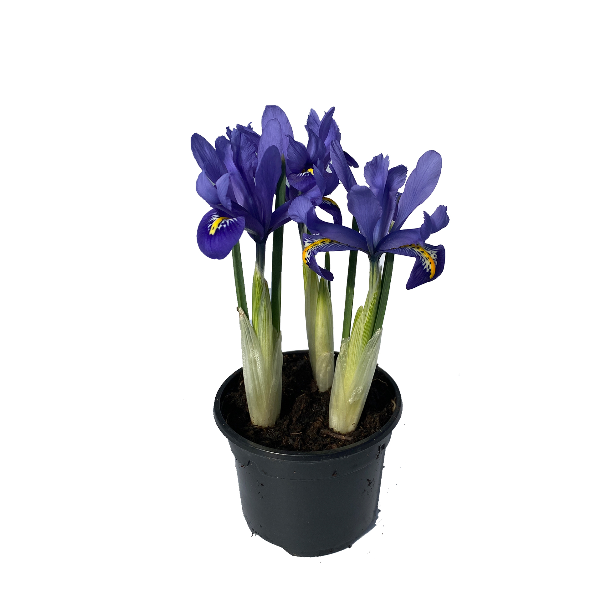 Iris Reticulata Harmony - , blau, 9cm Topf Iris Reticulata Harmony - , blau, 9cm Topf