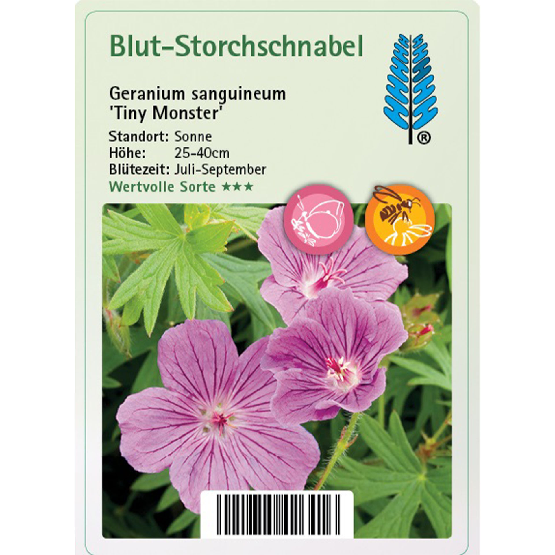 Blut-Storchschnabel - Geranium sanguineum 'Tiny Monster' Blume, Geranie, Pflanze, Text