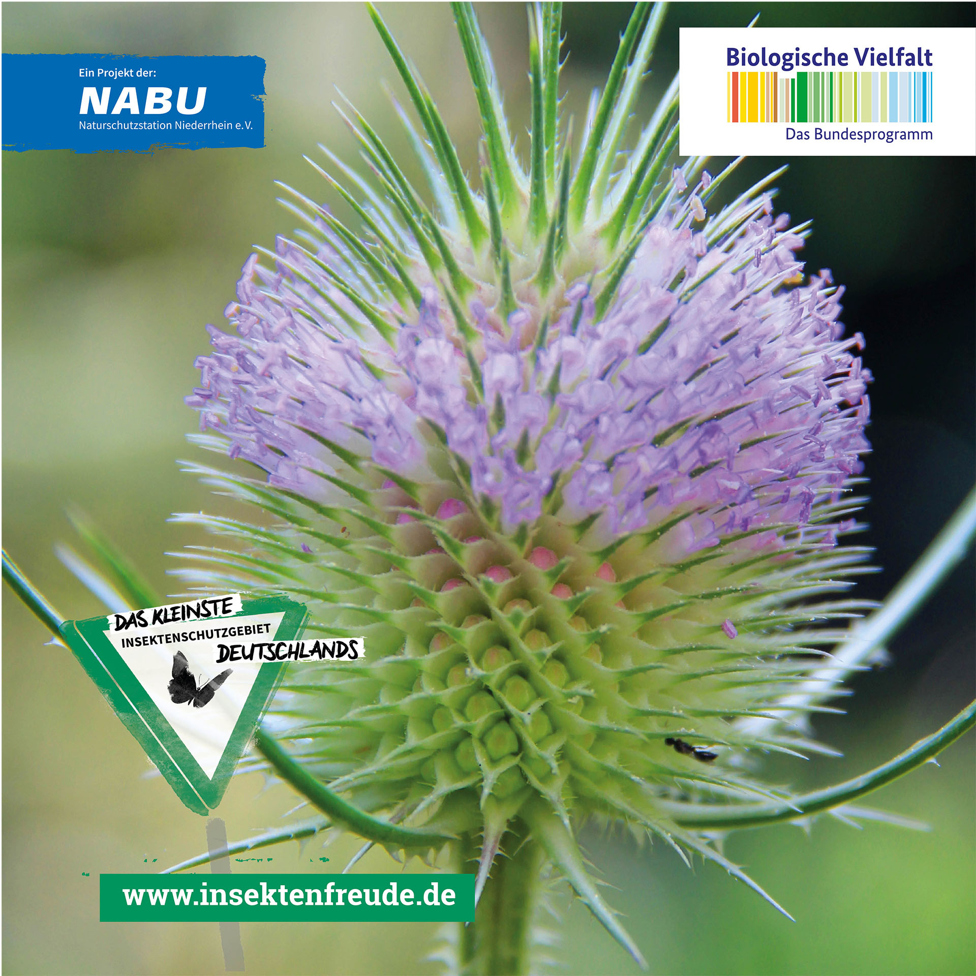 Blume, Pflanze, Distel, Gras