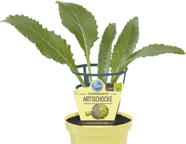BIO Artischocke BIO Artischocke