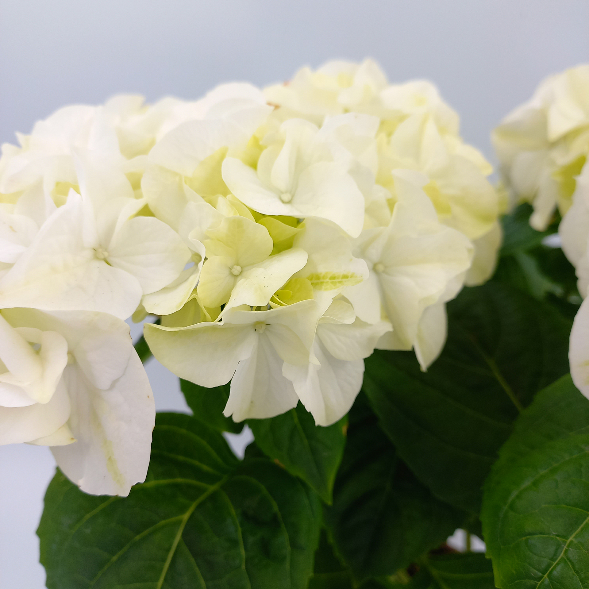 Hortensie macrophylla Sommerblüher Zimmerpflanze Halbstrauch