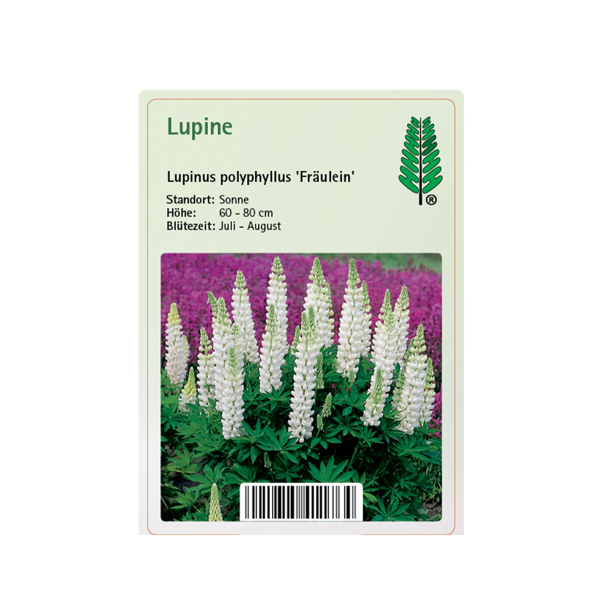 Lupine - Lupinus polyphyllus 'Fräulein', 11cm Topf
