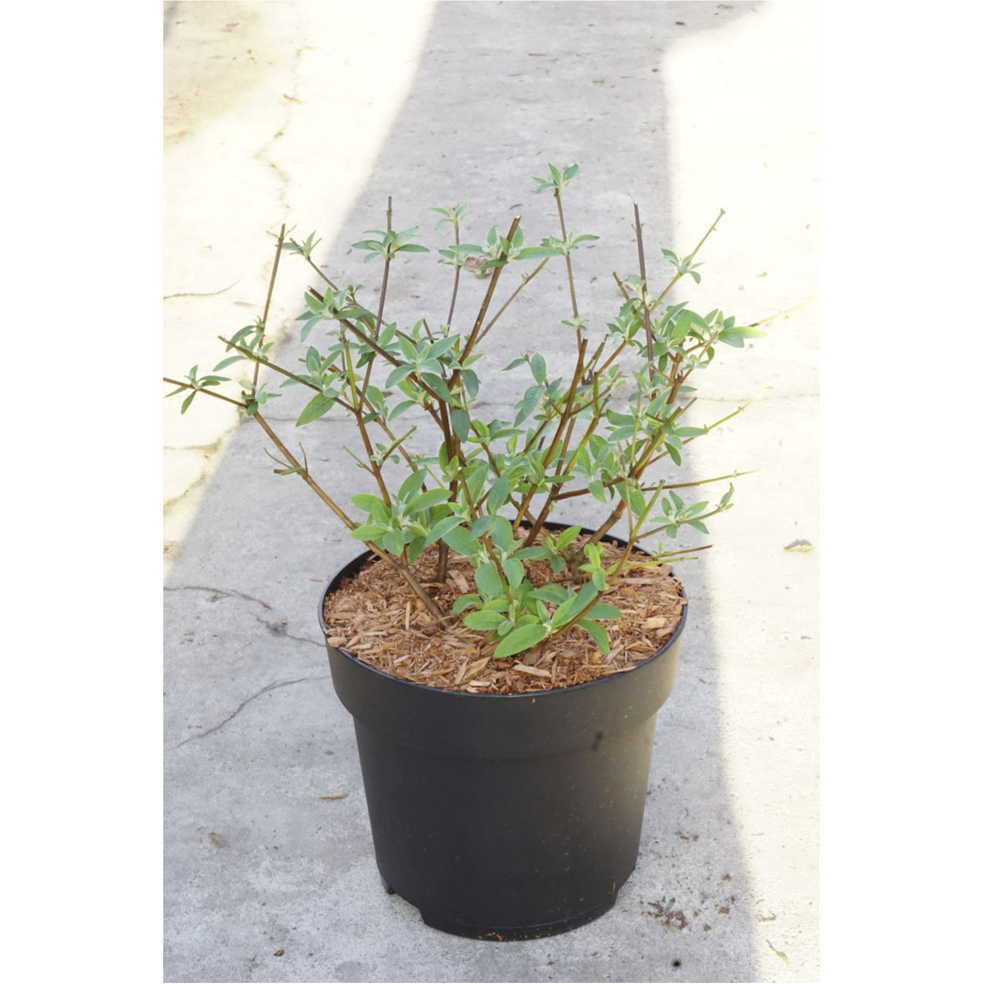 Pflanztopf mit Sommerflieder Pink Secret