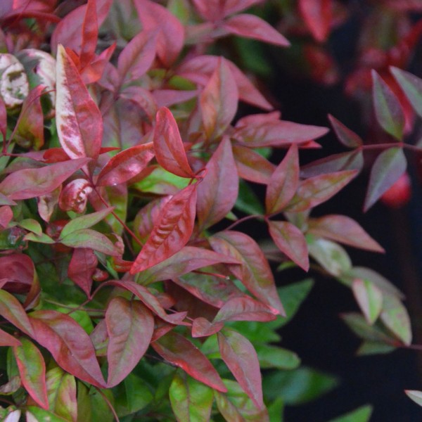 Nandina domestica Fire Power Himmelsbambus