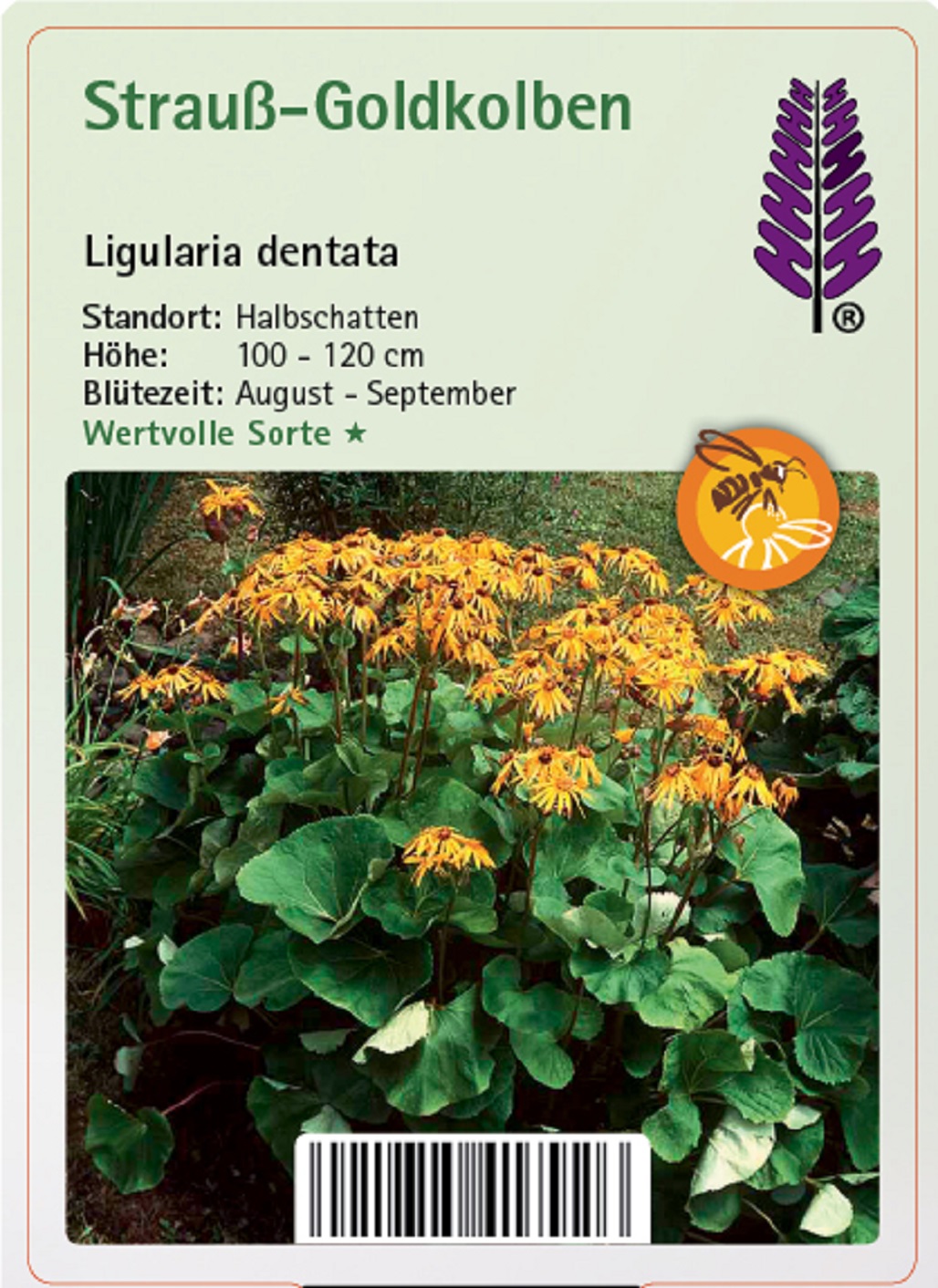Strauß-Goldkolben - Ligularia dentata Strauß-Goldkolben - Ligularia dentata