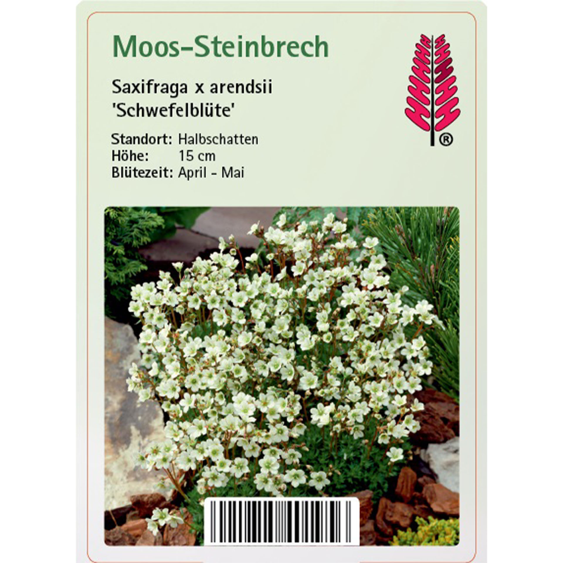 Moos-Steinbrech - Saxifraga x arendsii 'Schwefelblüte' Blume, Pflanze, Kräuterisch, Blumen-Arrangement, Blütenblatt