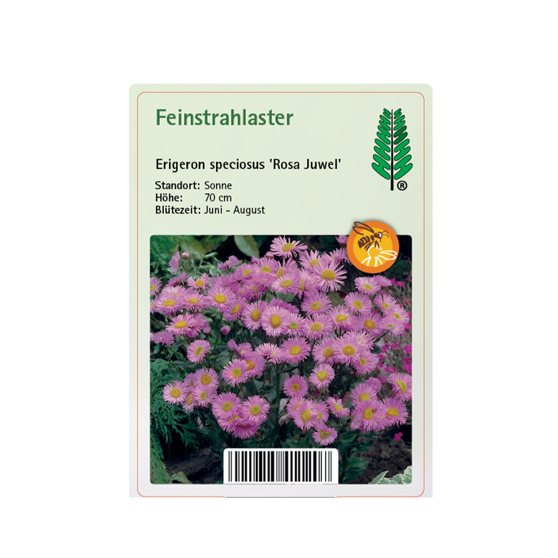 Feinstrahlaster / Prächtiges Berufkraut - Erigeron speciosus 'Rosa Juwel', 11cm Topf