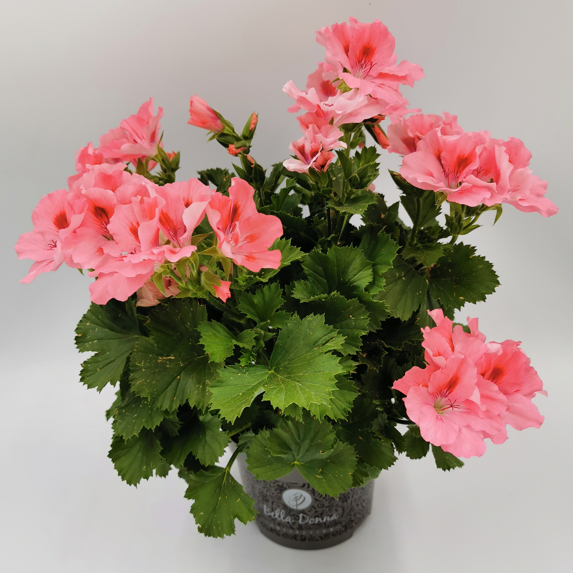 Edelgeranie rosa Edelgeranie rosa
