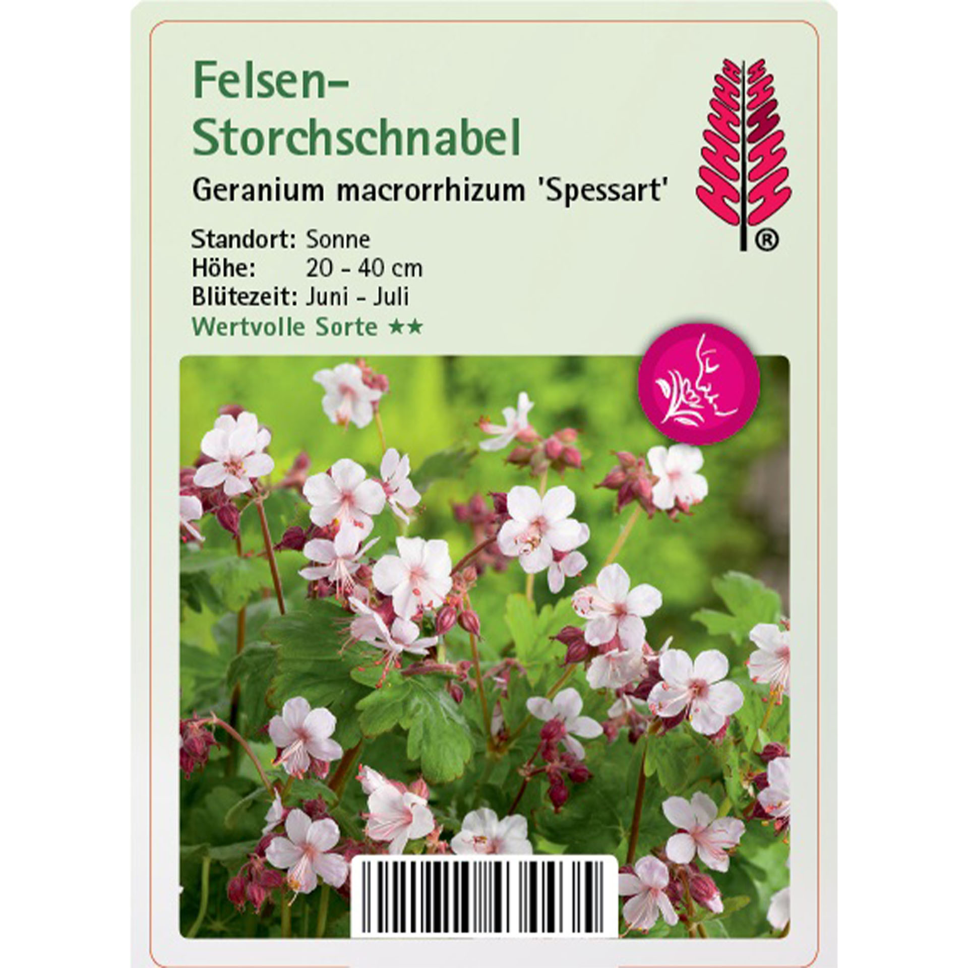 Felsen-Storchschnabel - Geranium macrorrhizum 'Spesssart' Blume, Geranie, Pflanze, Blütenblatt