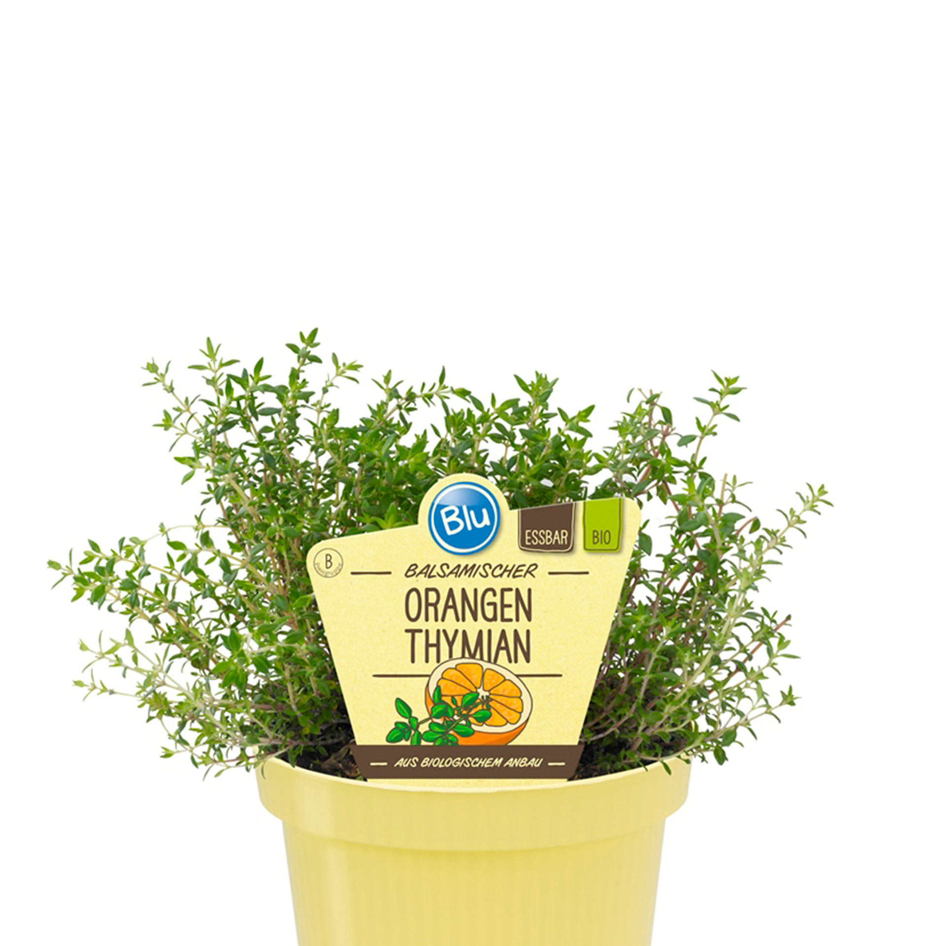 BIO Orangen-Thymian - Thymus fragrantissimus, 12cm Topf
