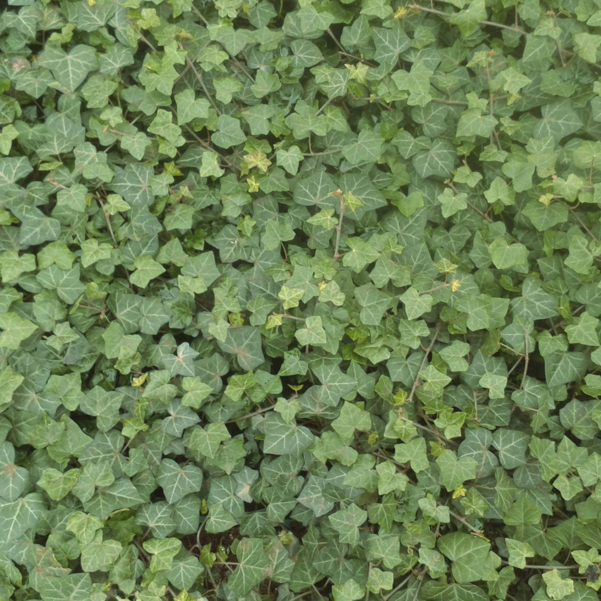 Efeu Hibernica-2 Bodendecker Freilandefeu Dauerbepflanzung immergrünes Laub