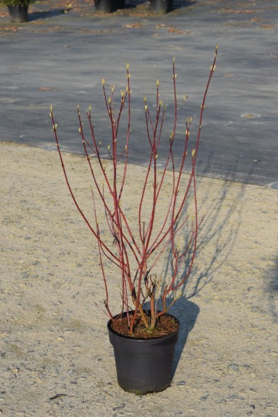 Hartriegel-Cornus alba Spaethii Hartriegel-Cornus alba Spaethii