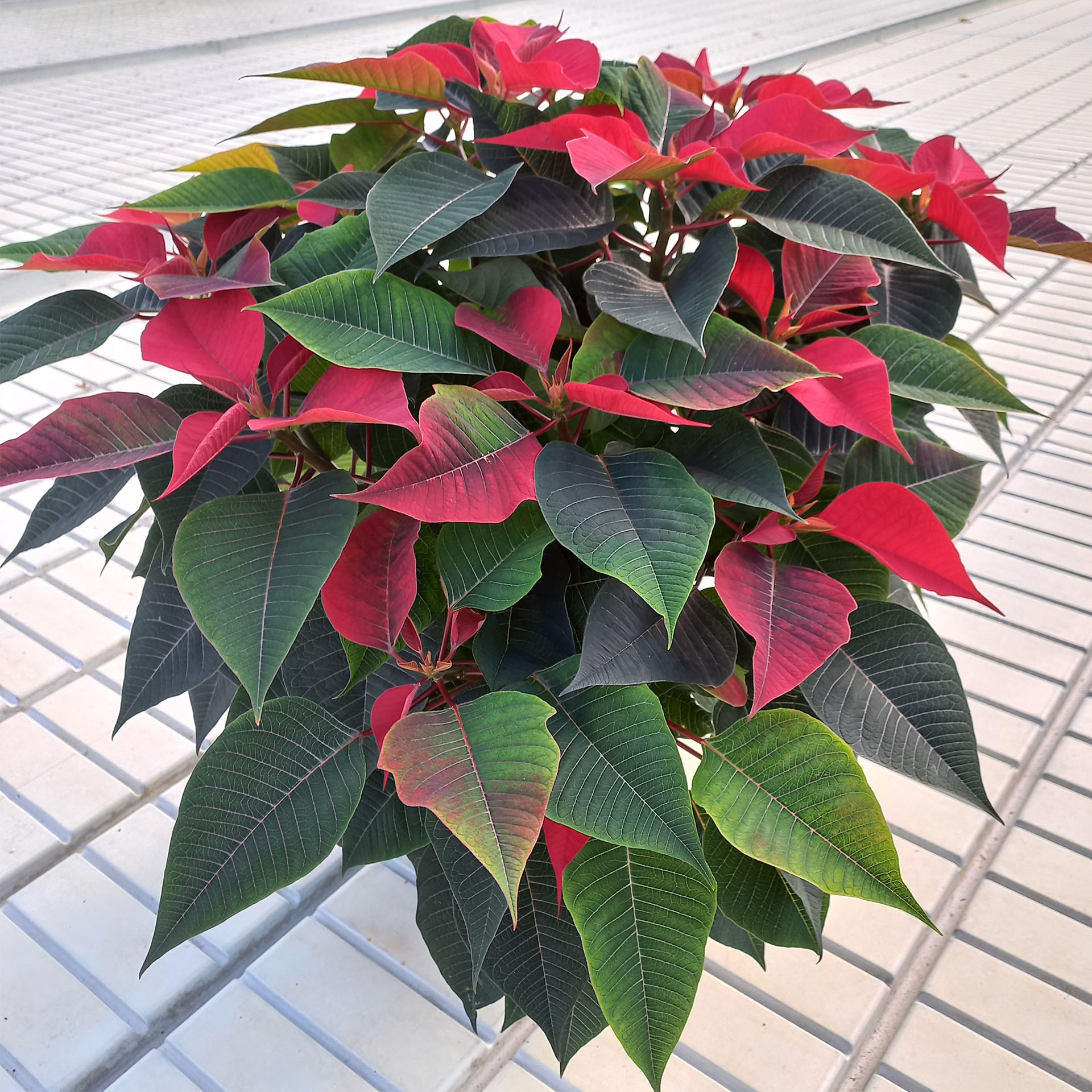 Weihnachtsstern 'Grande Italia', Busch